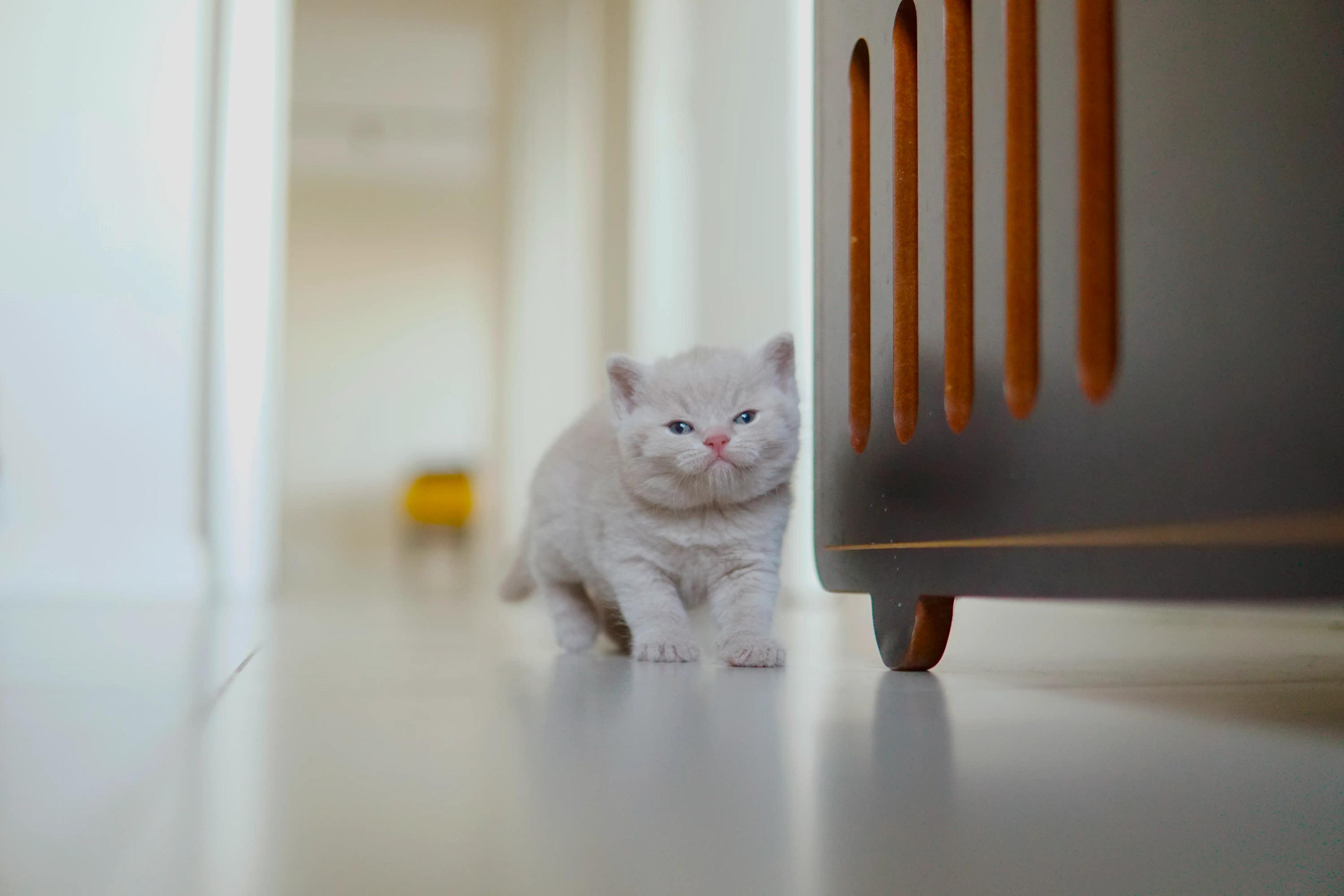 Kitten relaxing after playing