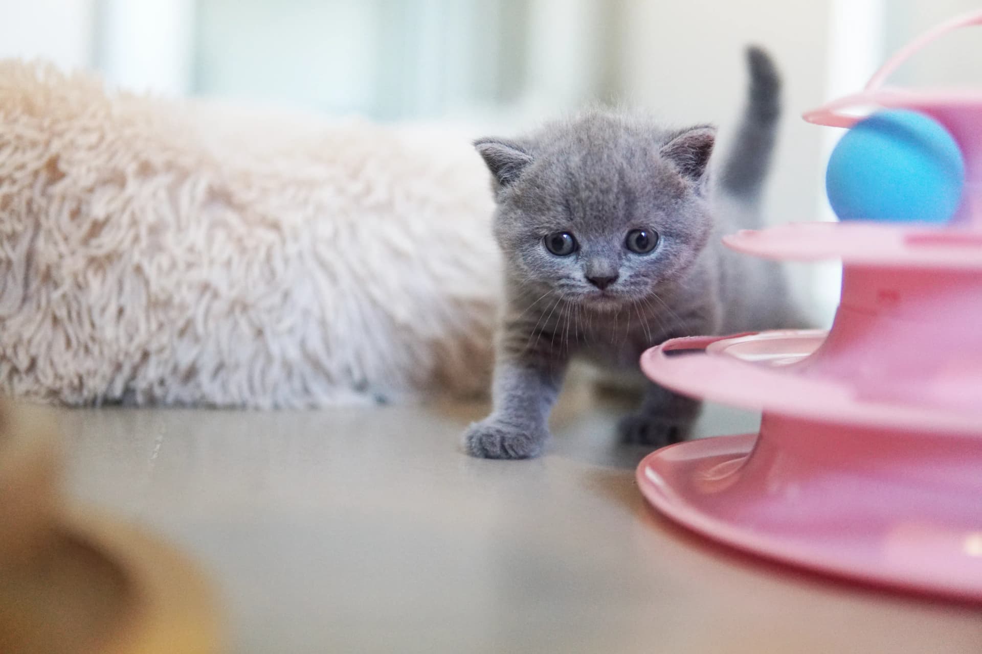 Kitten between fun and rest