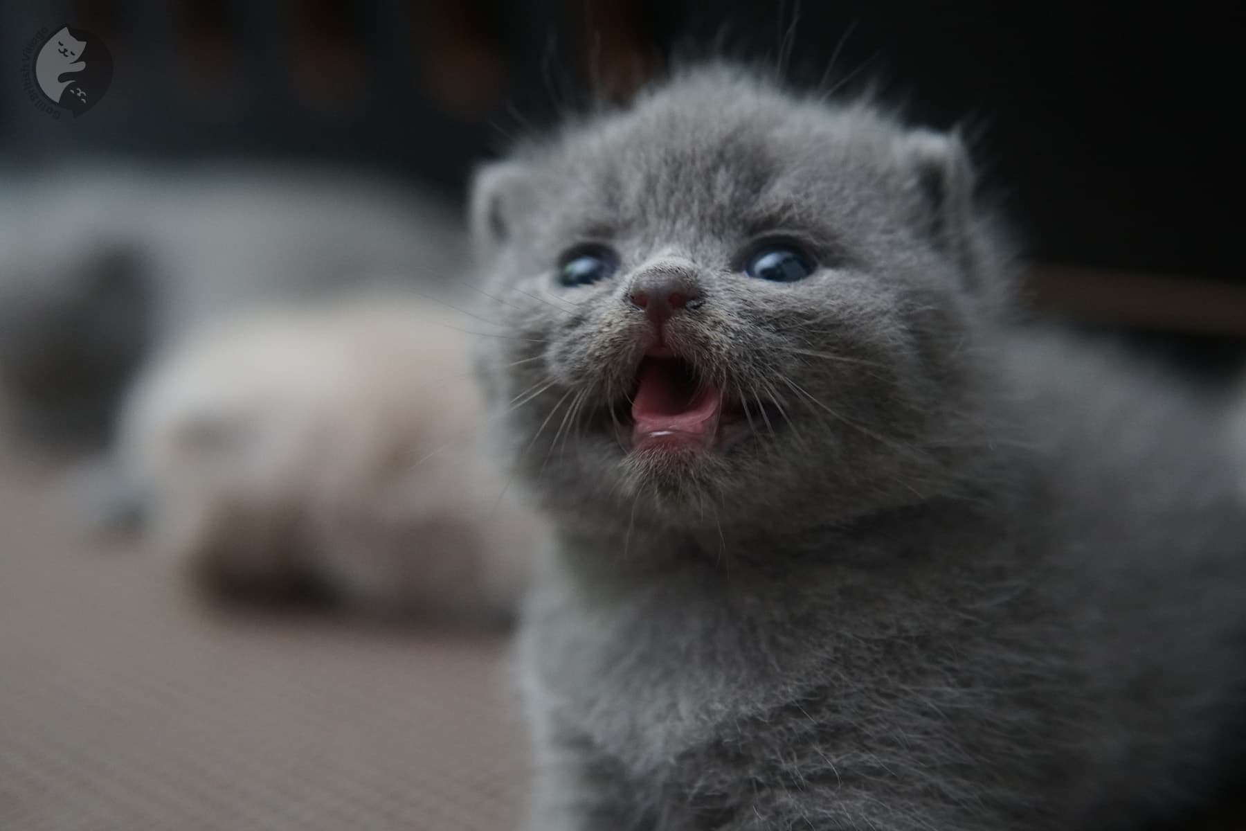 British Shorthair blue kitten exploring – photo 1