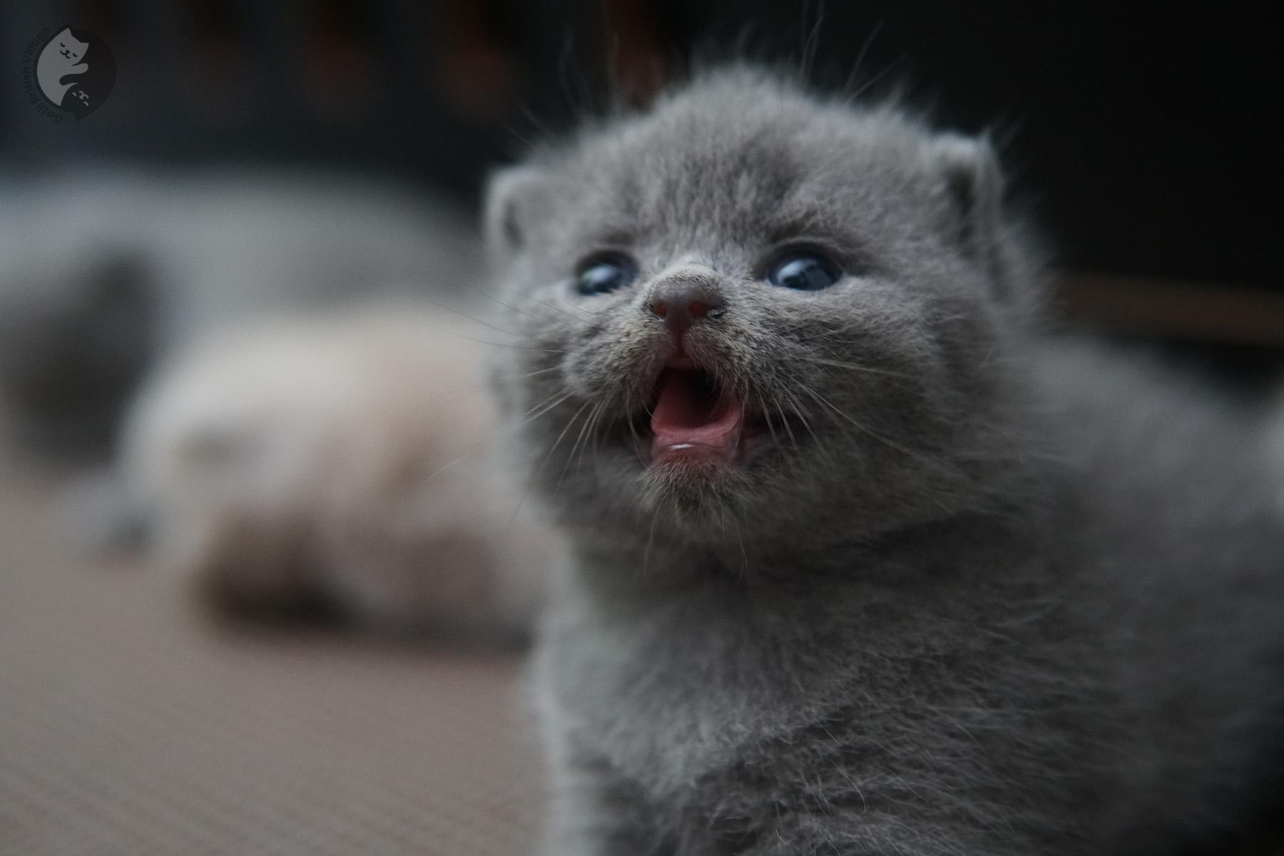 British Shorthair blue kitten exploring – photo 1