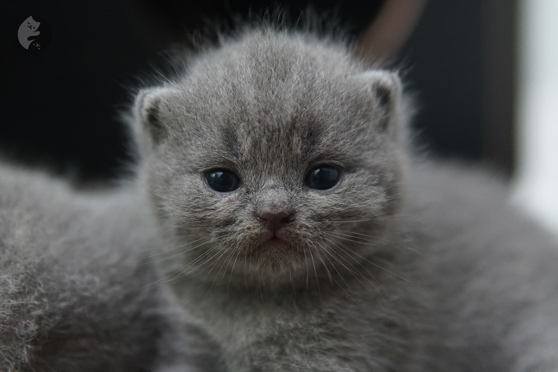 Pedigree British Shorthair kitten in close-up – photo 2
