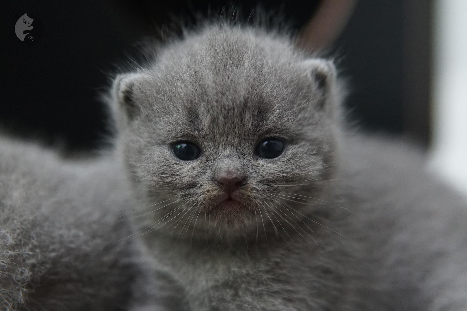 Pedigree British Shorthair kitten in close-up – photo 2