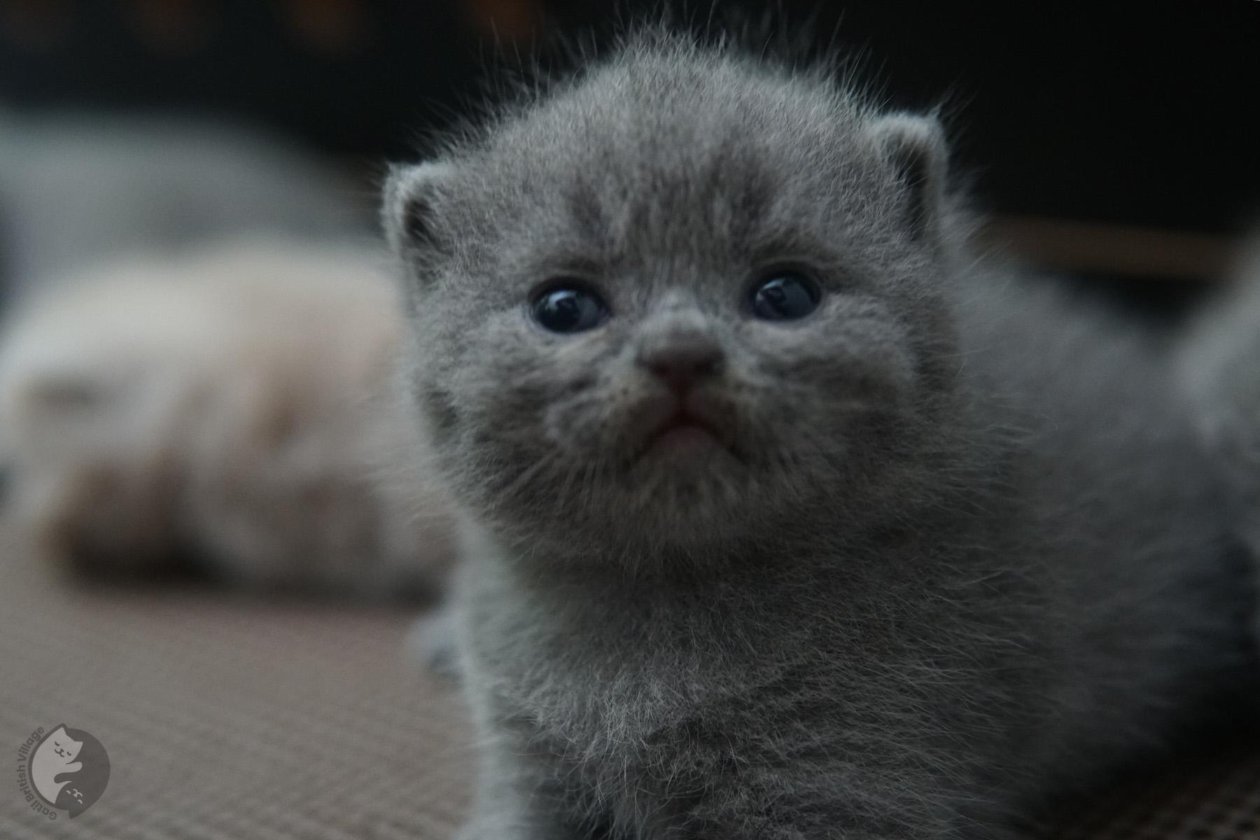 Three snuggled British Shorthair kittens – photo 3