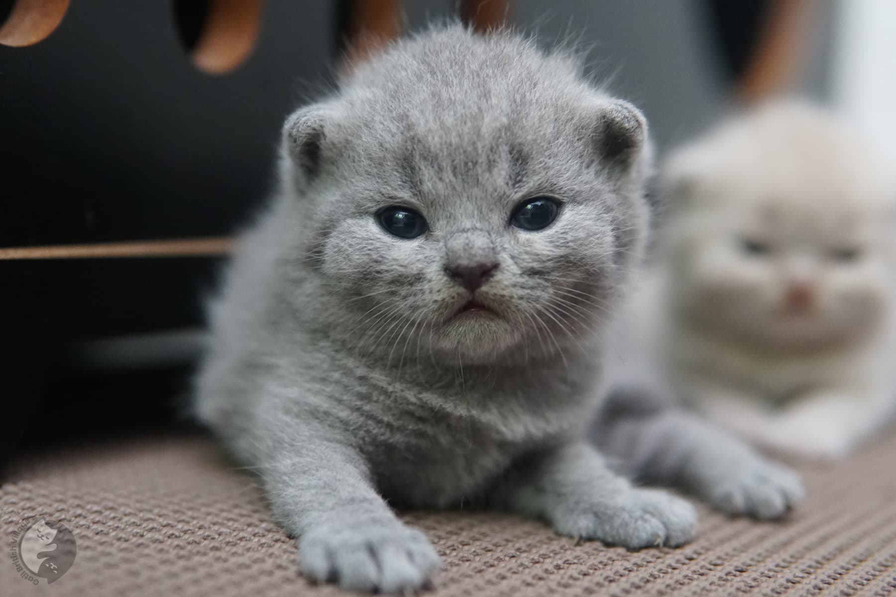 British Shorthair kitten peacefully sleeping – photo 4