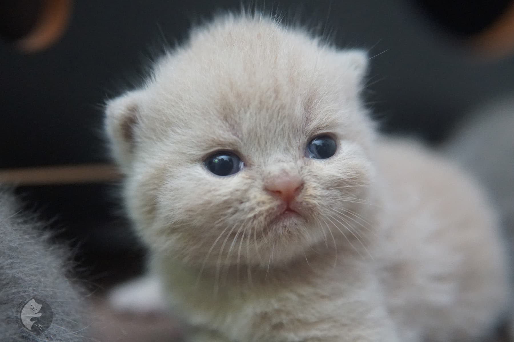 Blue-coated British Shorthair kitten – photo 5