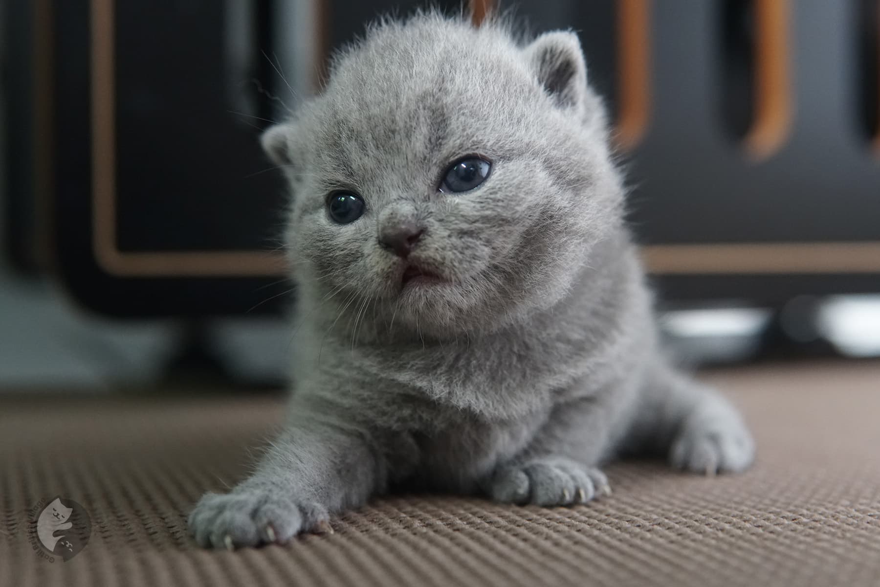 British Shorthair kitten with bright eyes – photo 6