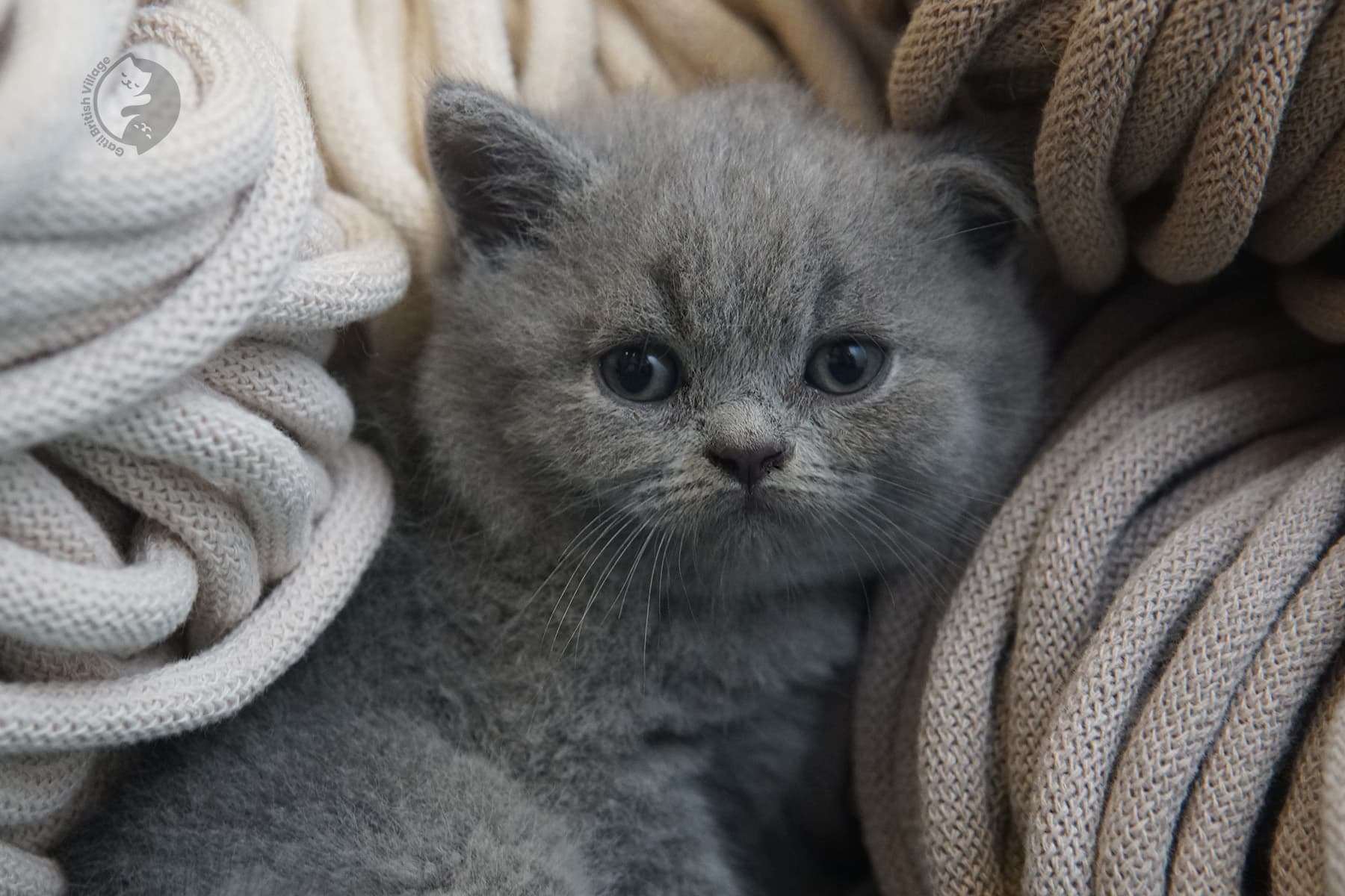 Kitten wrapped in a blanket – photo 7