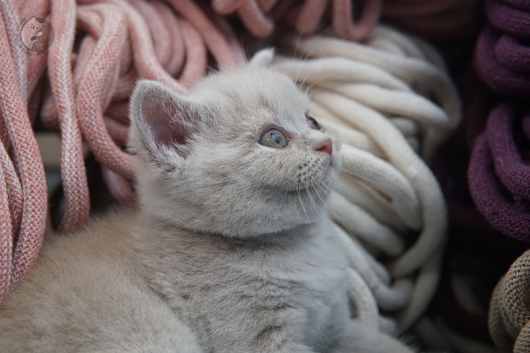 Adorably cute British Shorthair kitten – photo 8