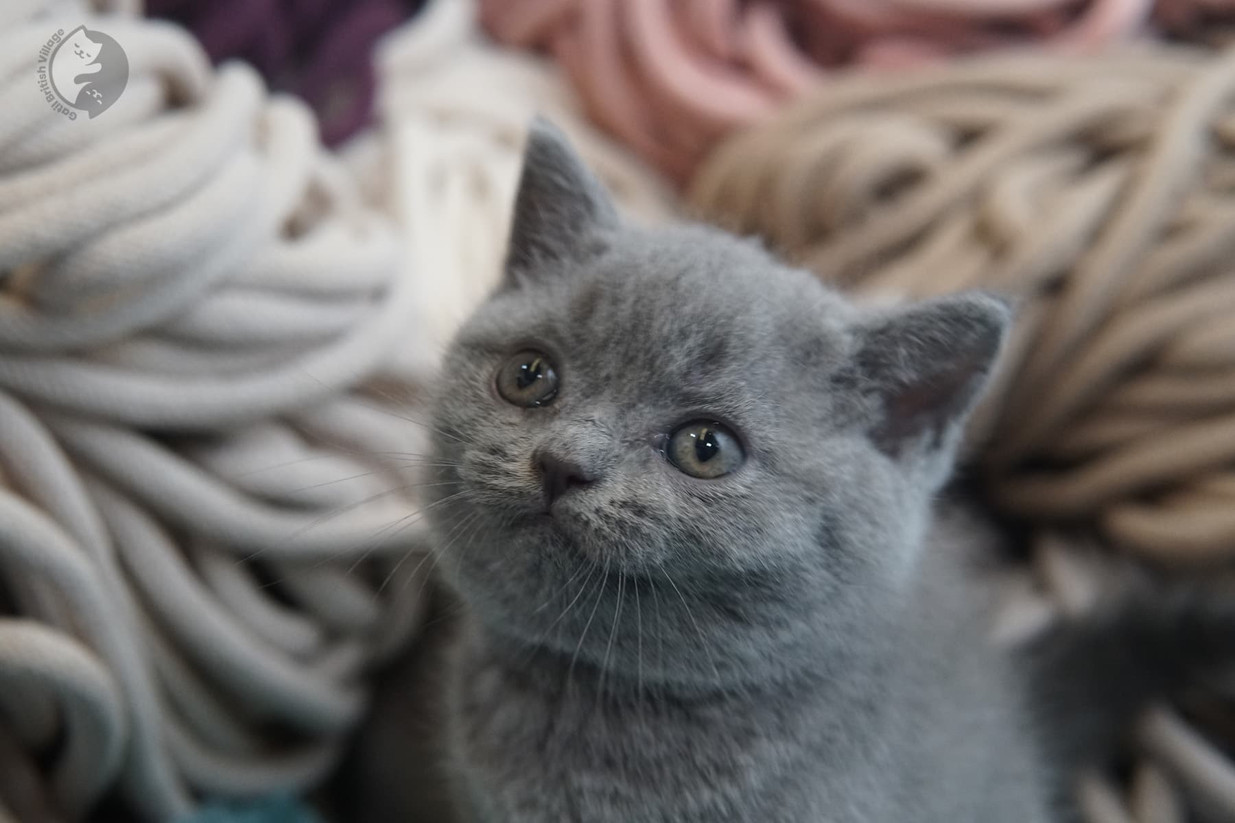 Kitten ready for a professional photo – photo 9