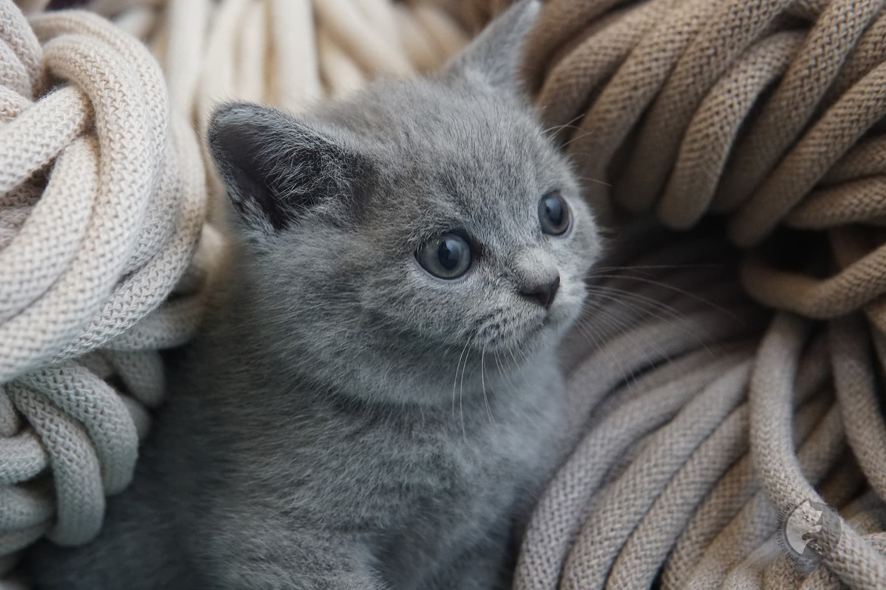 Signature blue coat of the British Shorthair – photo 10