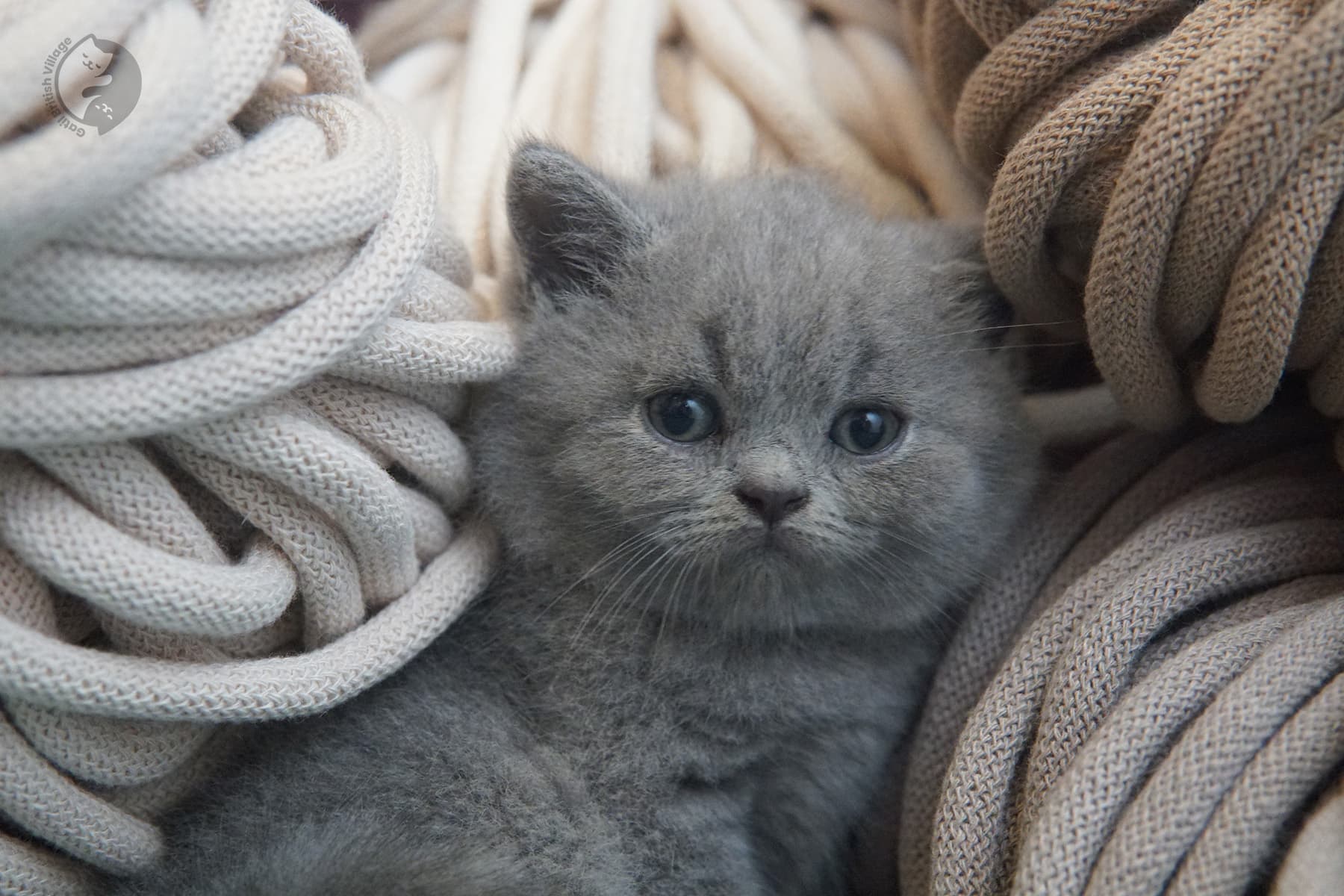 Kitten surrounded by cozy blankets – photo 11