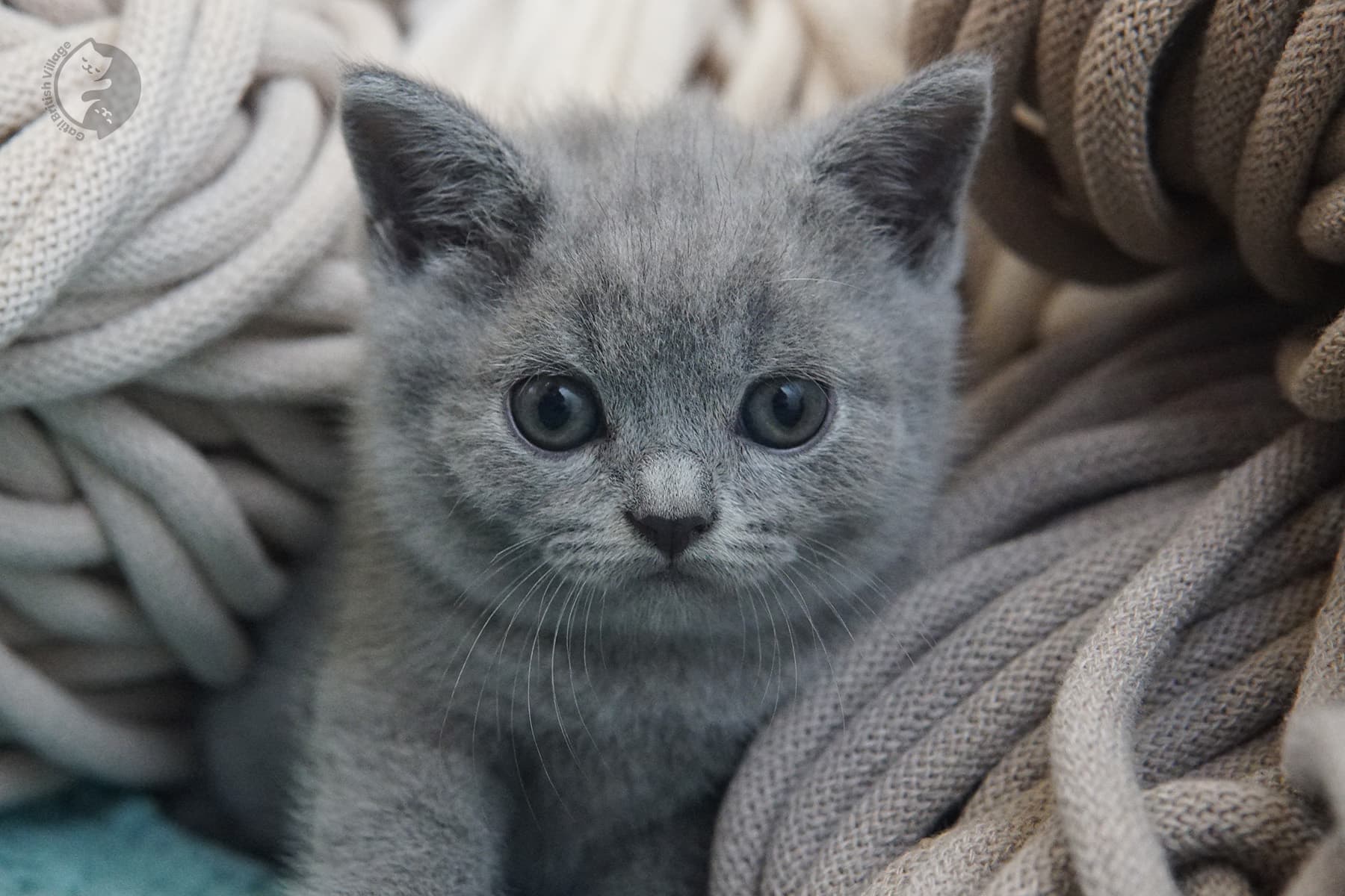 Newborn British Shorthair kittens – photo 12