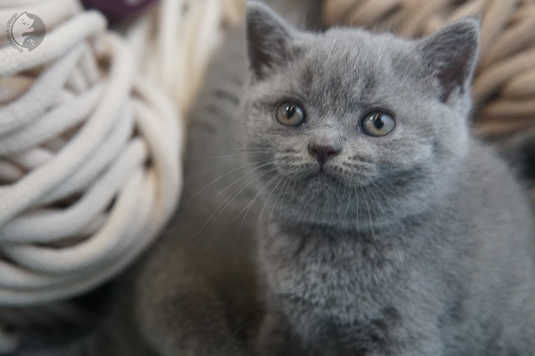 British Shorthair kittens playing – photo 13