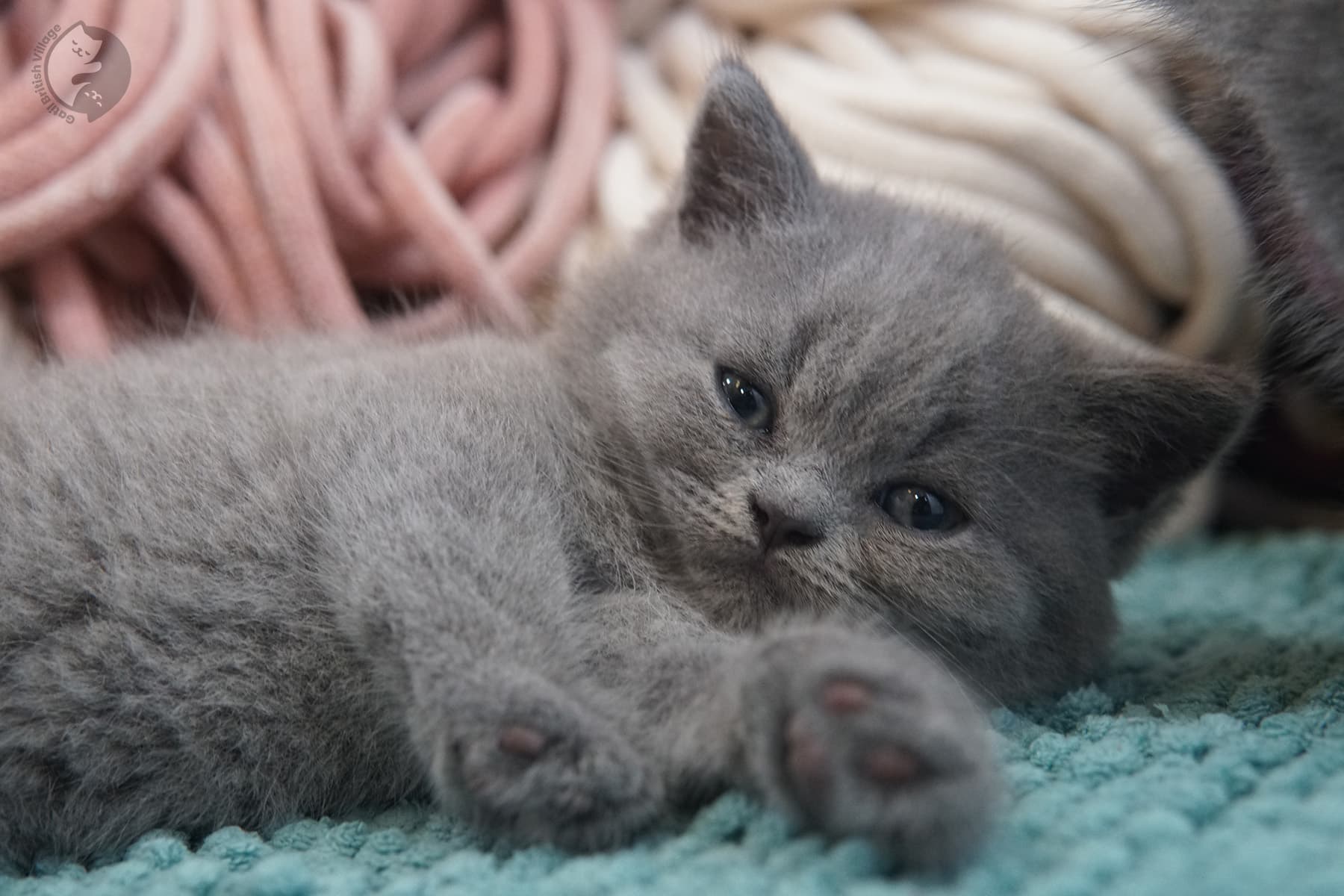 Elegant female British Shorthair kitten – photo 15