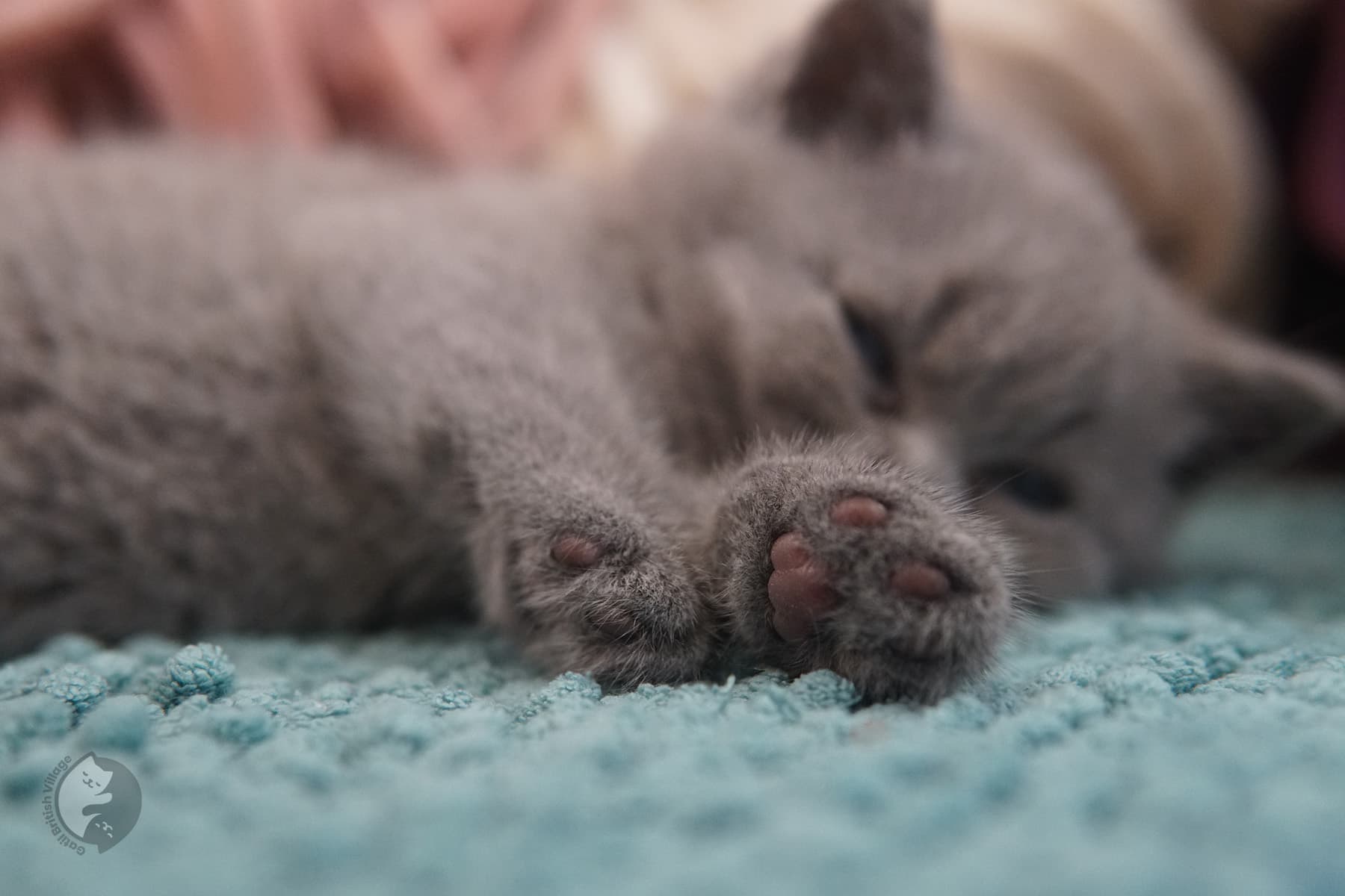 Lilac female British Shorthair kitten – photo 16