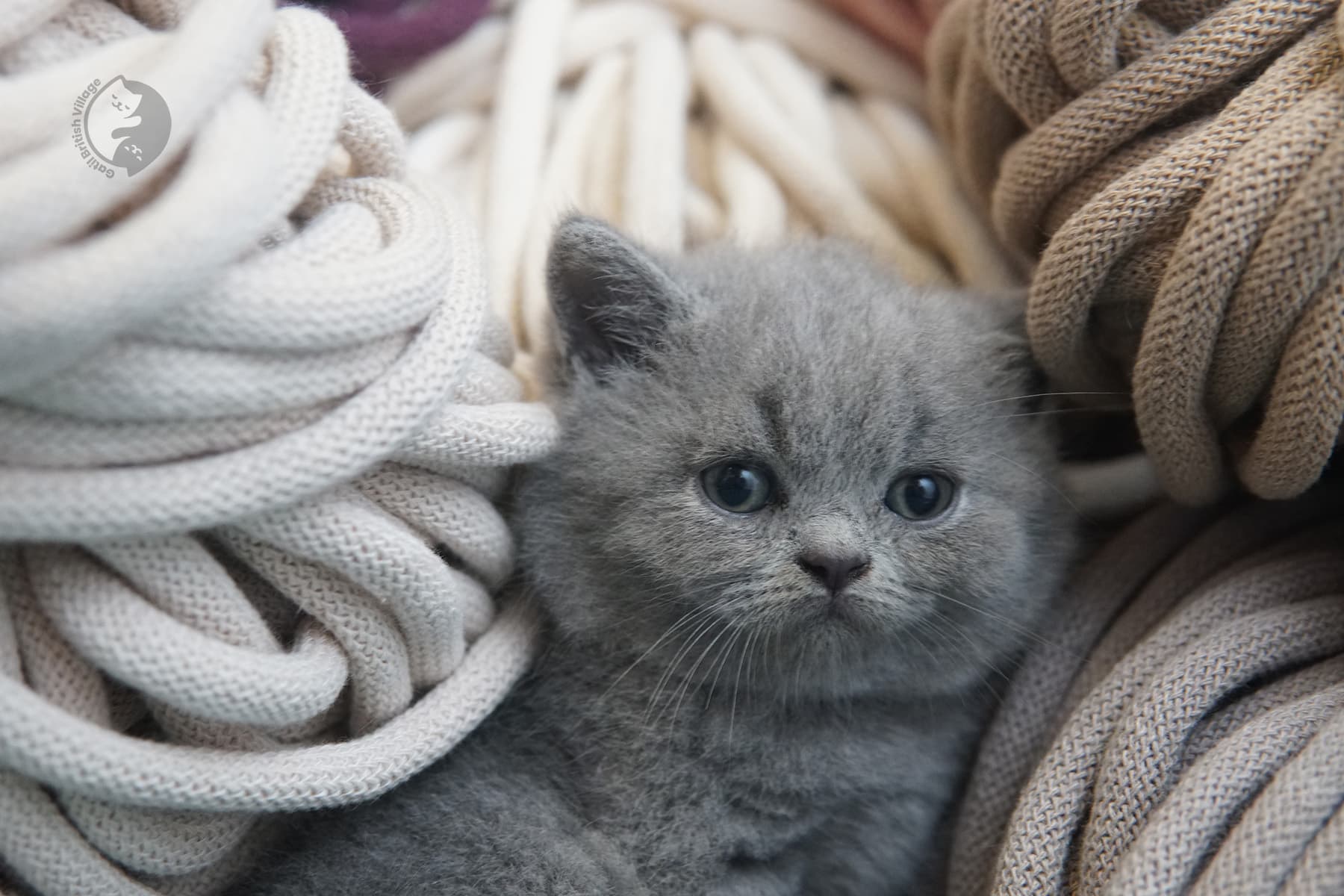 British Shorthair kitten walking – photo 17