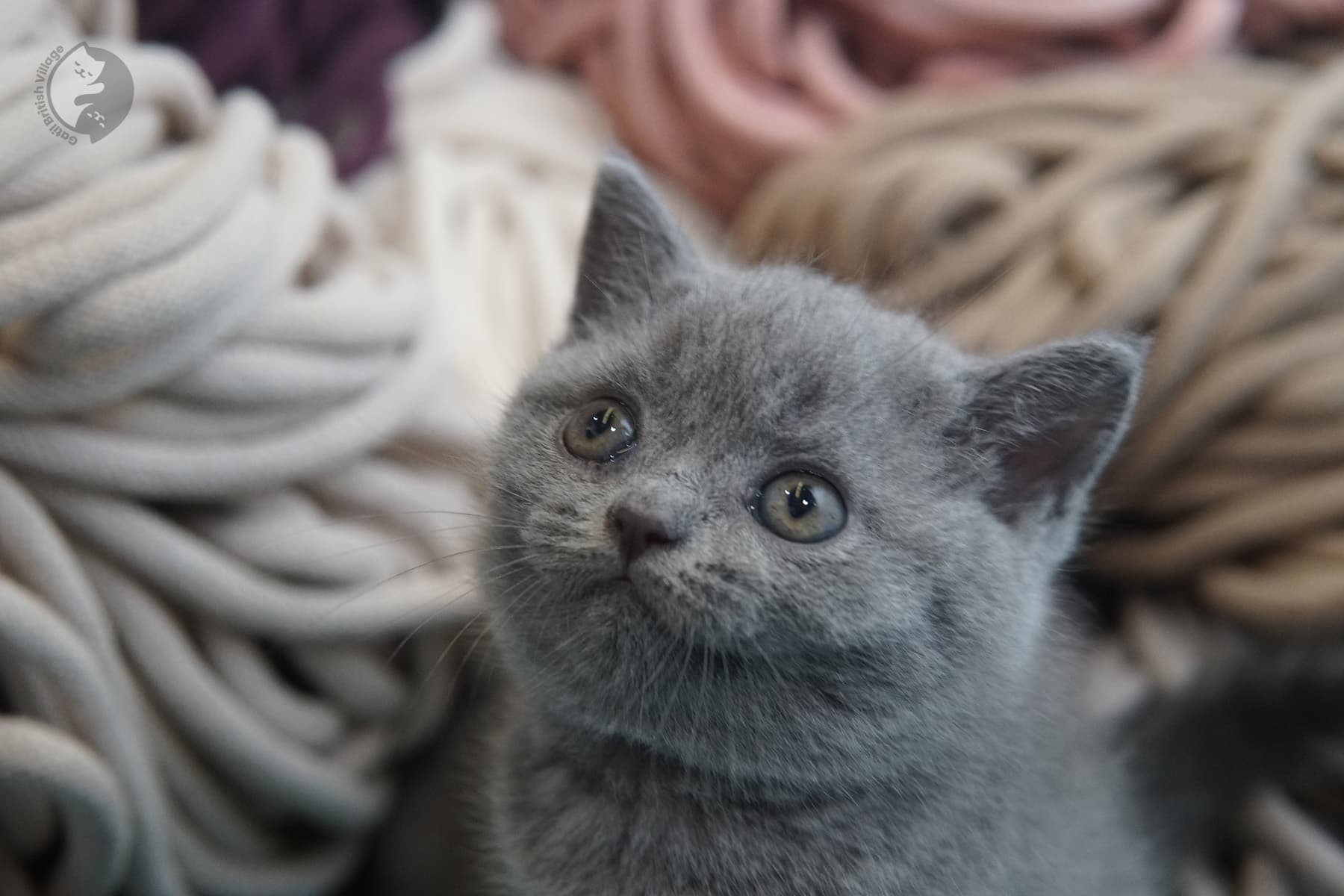 Close-up of a British Shorthair kitten – photo 19