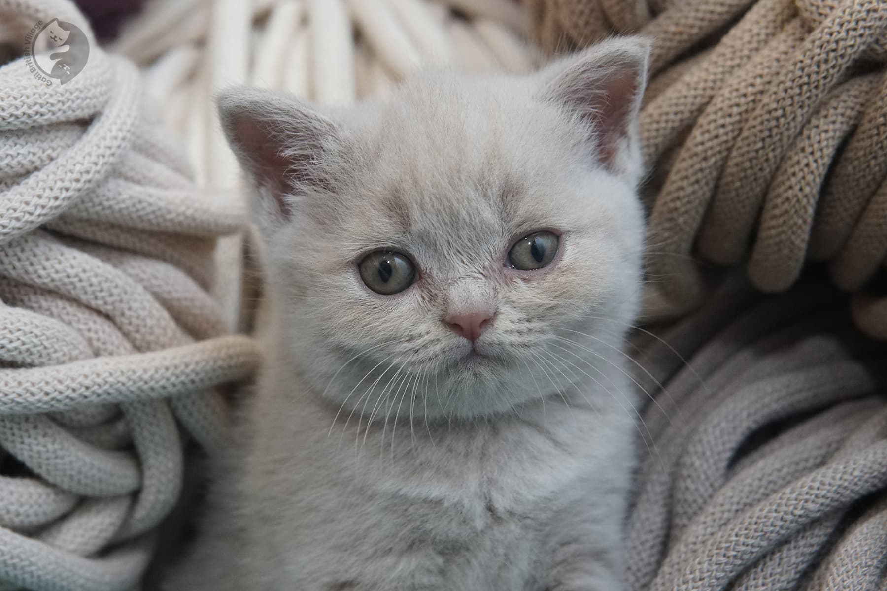 Attentive British Shorthair kitten – photo 20