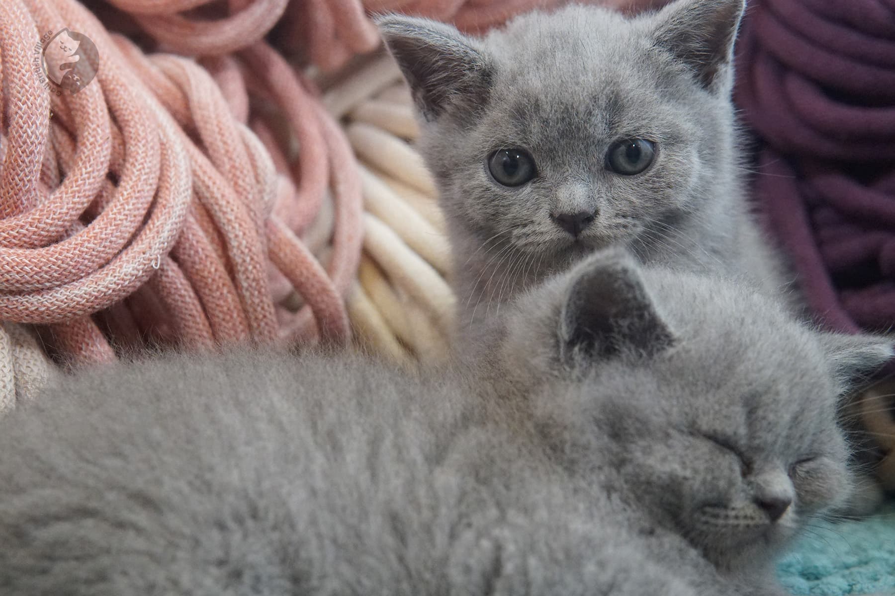 Charming lilac-coated British Shorthair kitten – photo 21
