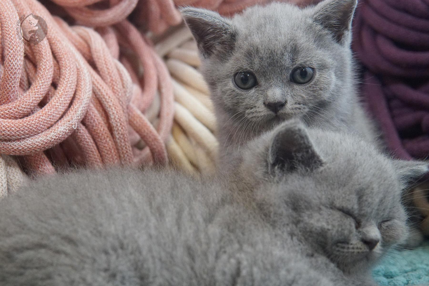 Charming lilac-coated British Shorthair kitten – photo 21