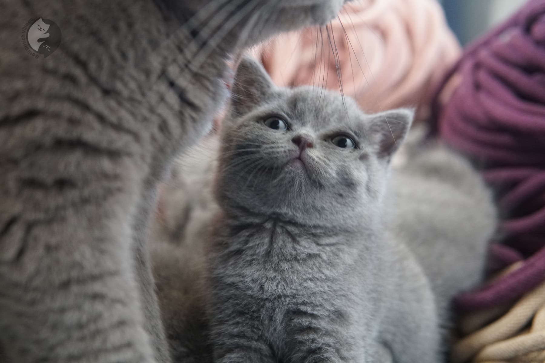 Expressive and charismatic British Shorthair kitten – photo 22