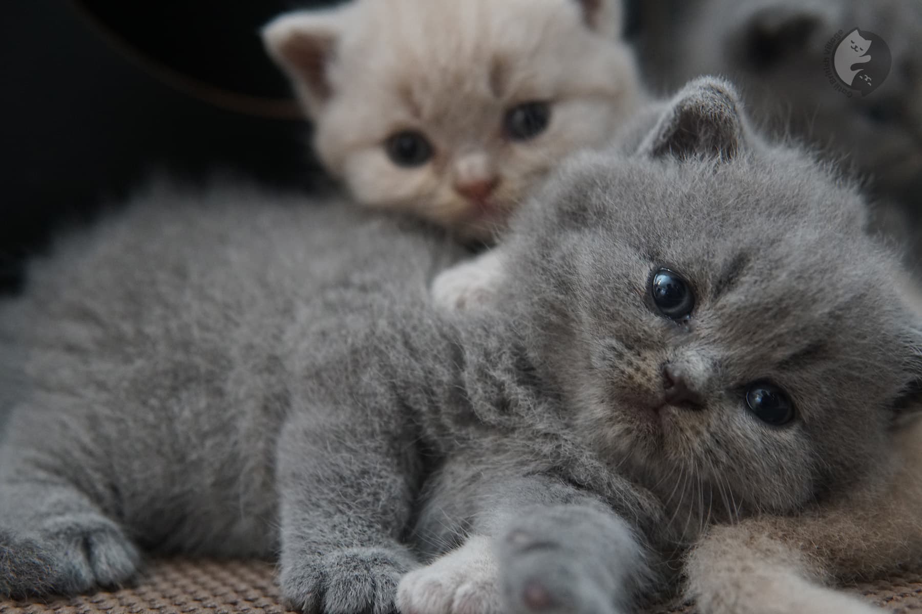 Adorable British Shorthair kitten – photo 24