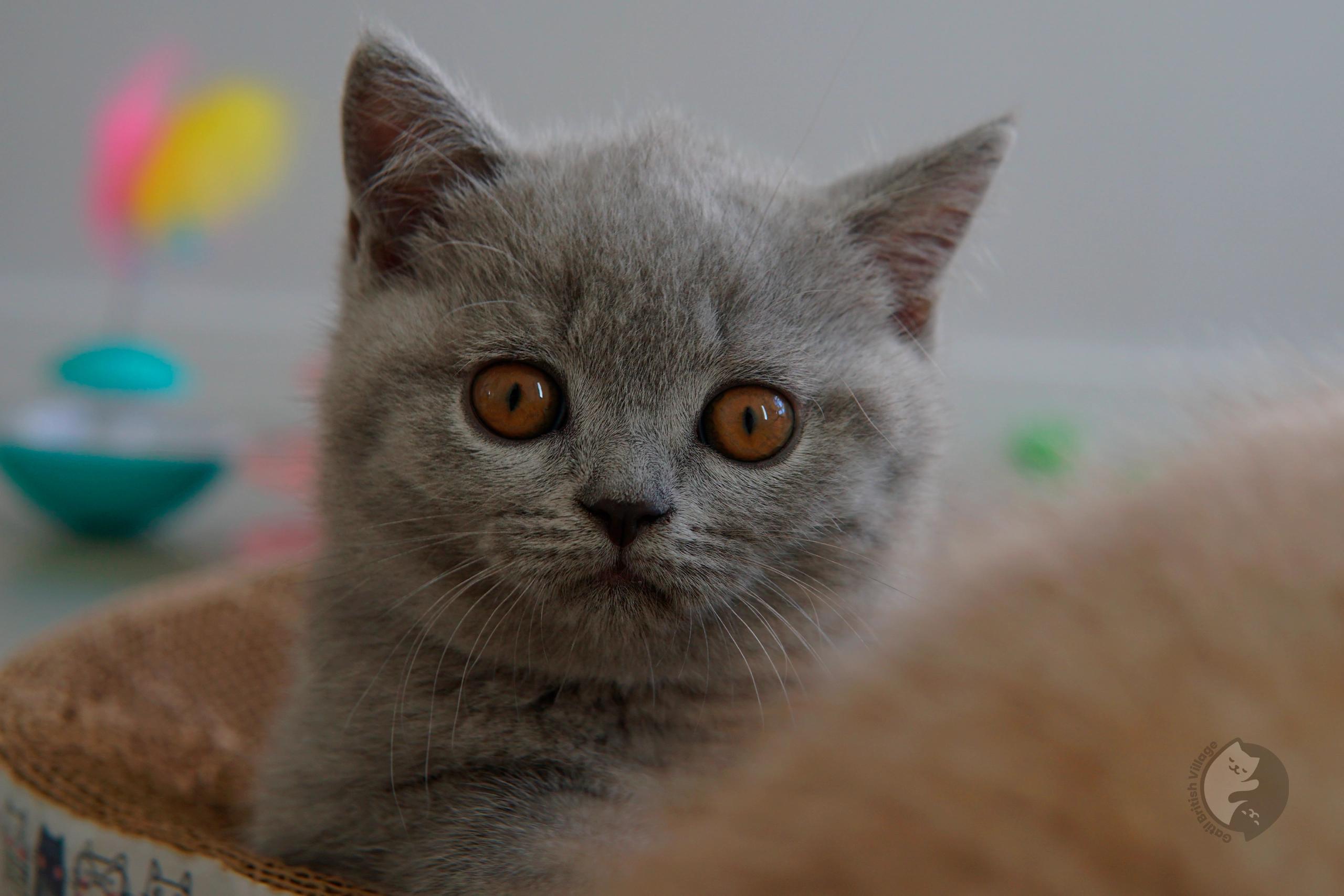 Lilac British Shorthair kitten wrapped in a light pink blanket, in a winter scene with pastel tones