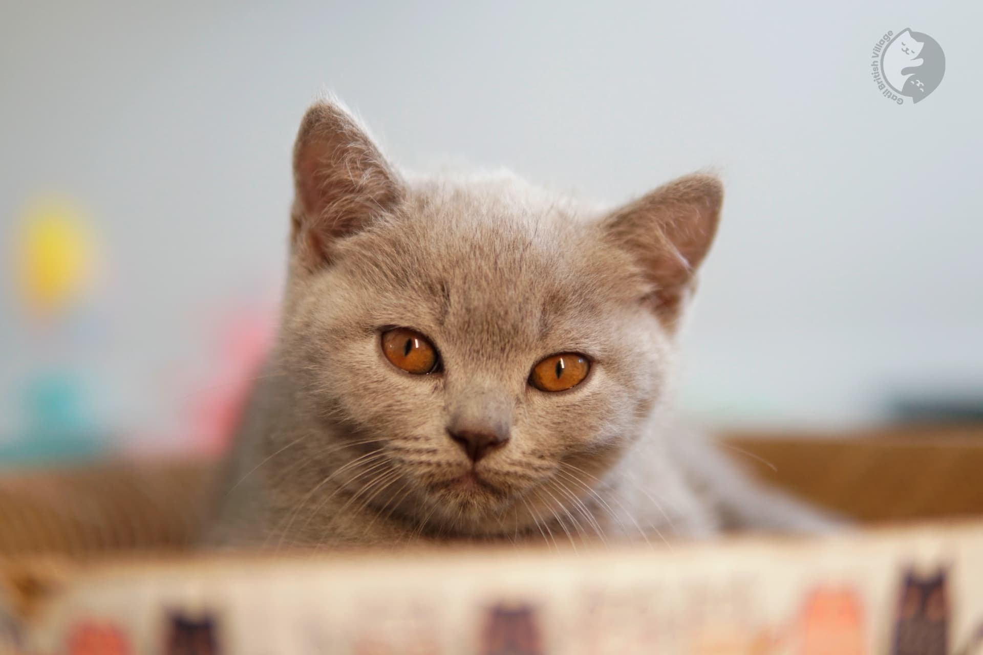 Blue British Shorthair kitten playing with a plush toy, in a calm and quiet environment
