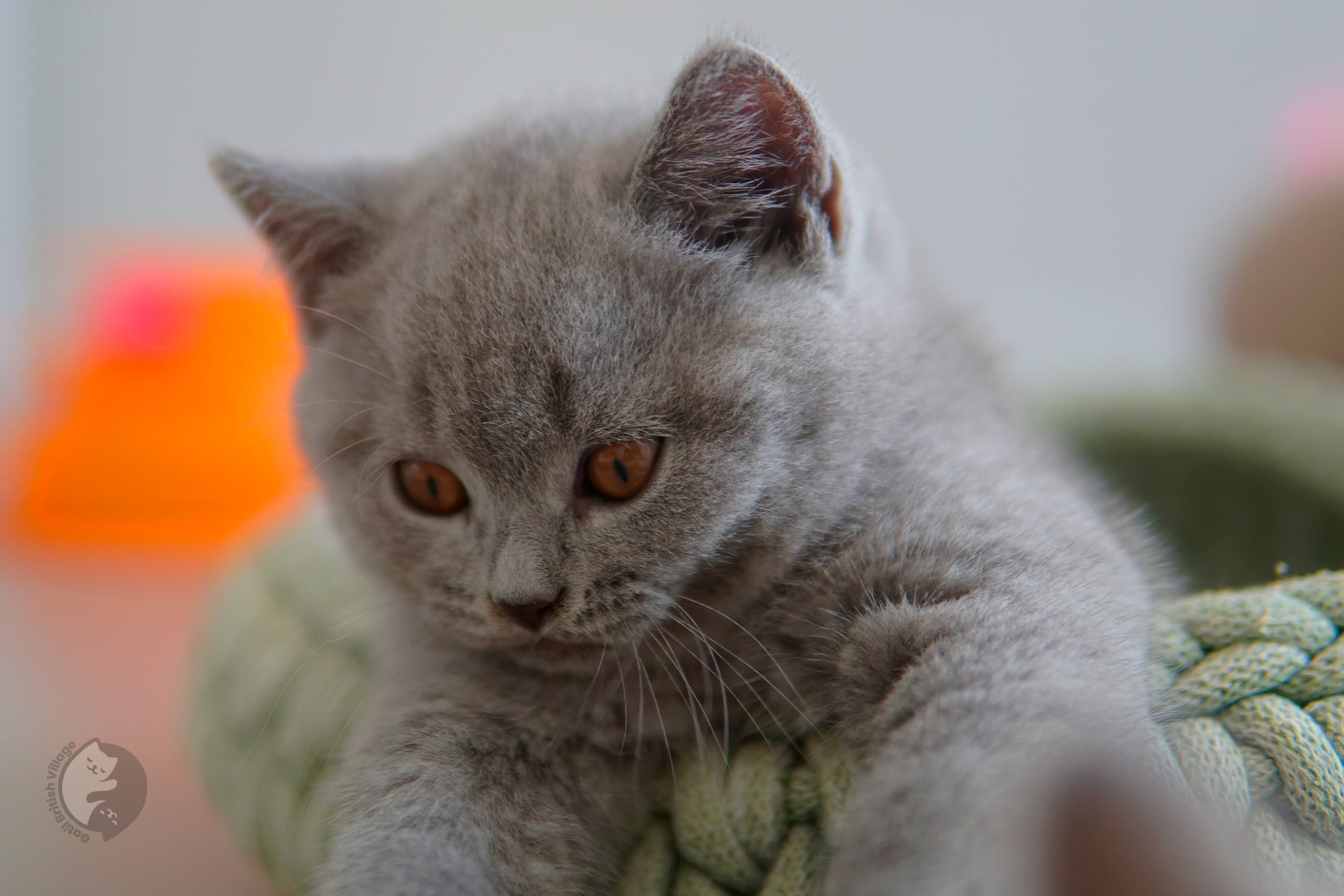 Blue British Shorthair kitten looking directly at the lens, under soft natural light