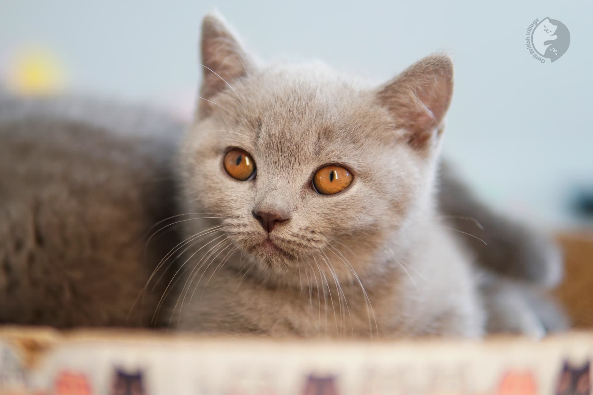 Lilac British Shorthair kitten wrapped in a knitted blanket, under soft natural light