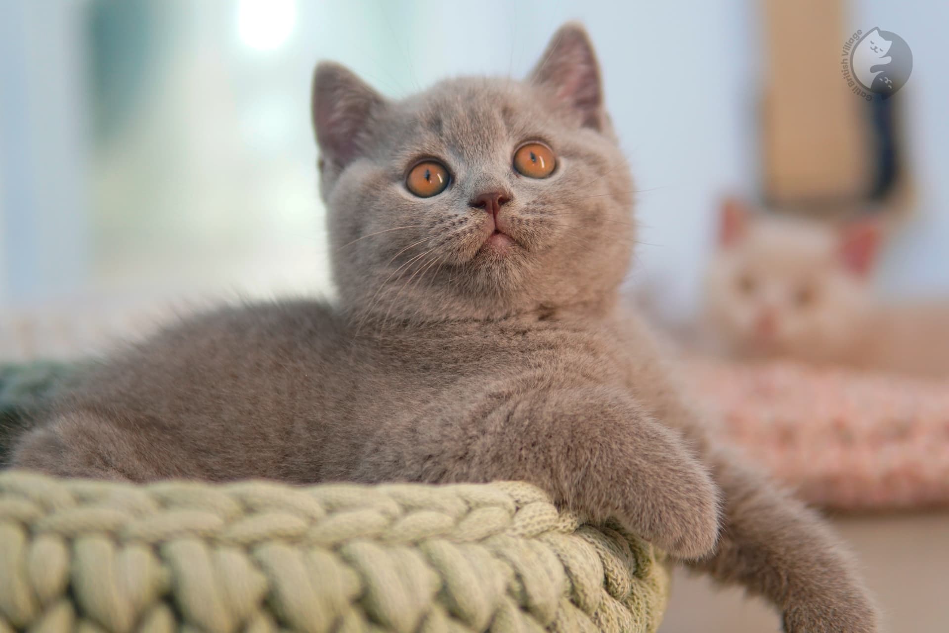 Lilac British Shorthair kitten looking directly at the lens, next to another kitten
