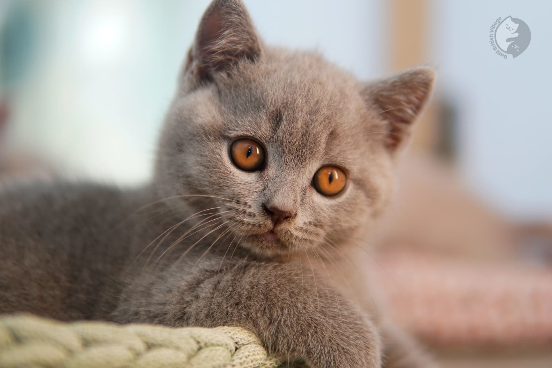Blue British Shorthair kitten with ears alert and prominent whiskers