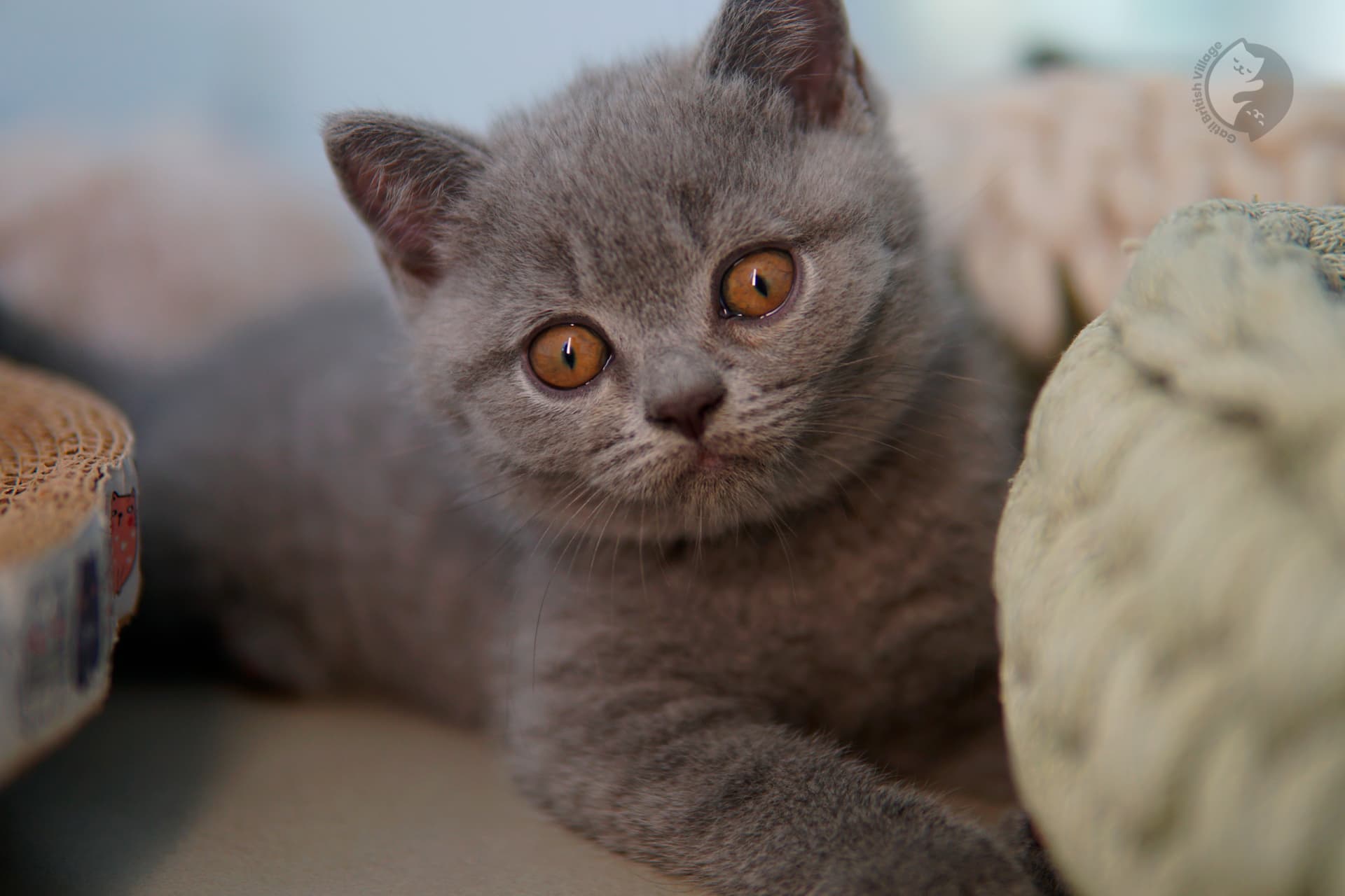 Lilac British Shorthair kitten playing with a plush toy, in a calm and quiet environment