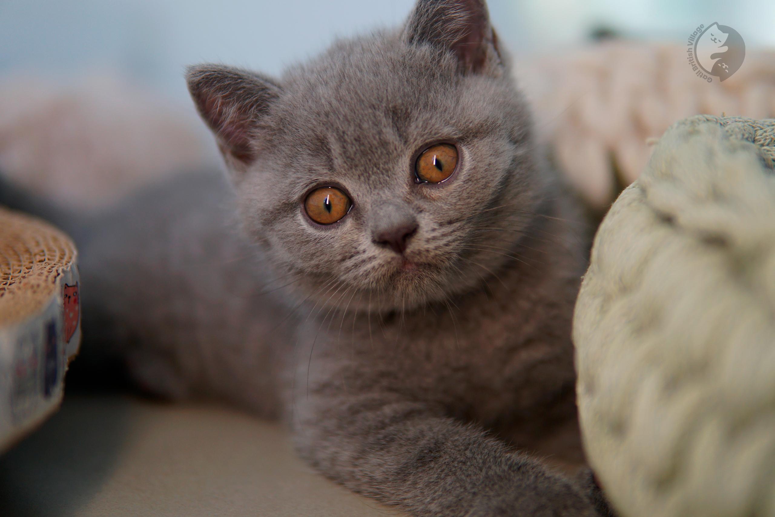 Lilac British Shorthair kitten playing with a plush toy, in a calm and quiet environment