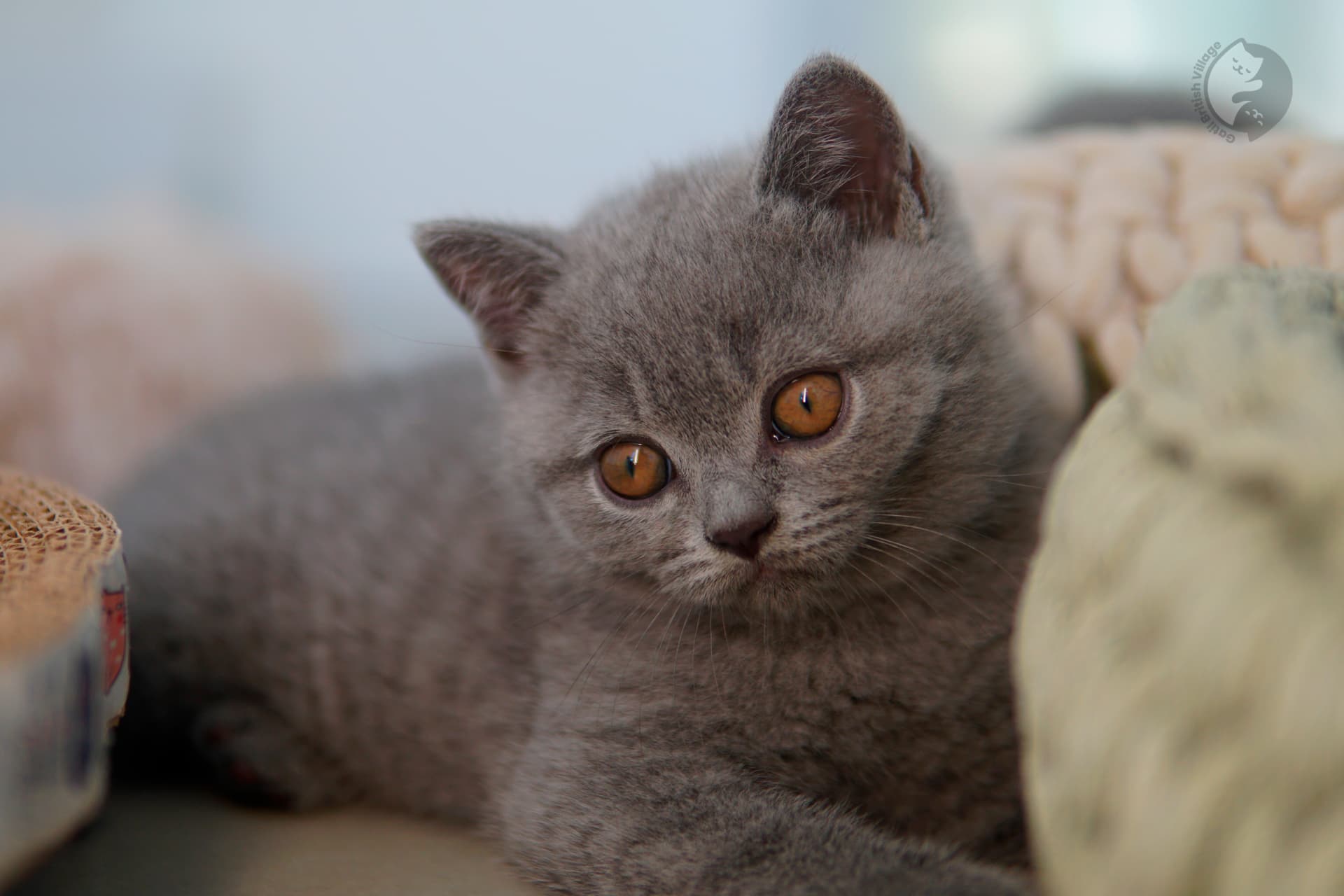 Lilac British Shorthair kitten with ears alert, in a relaxed and calm position