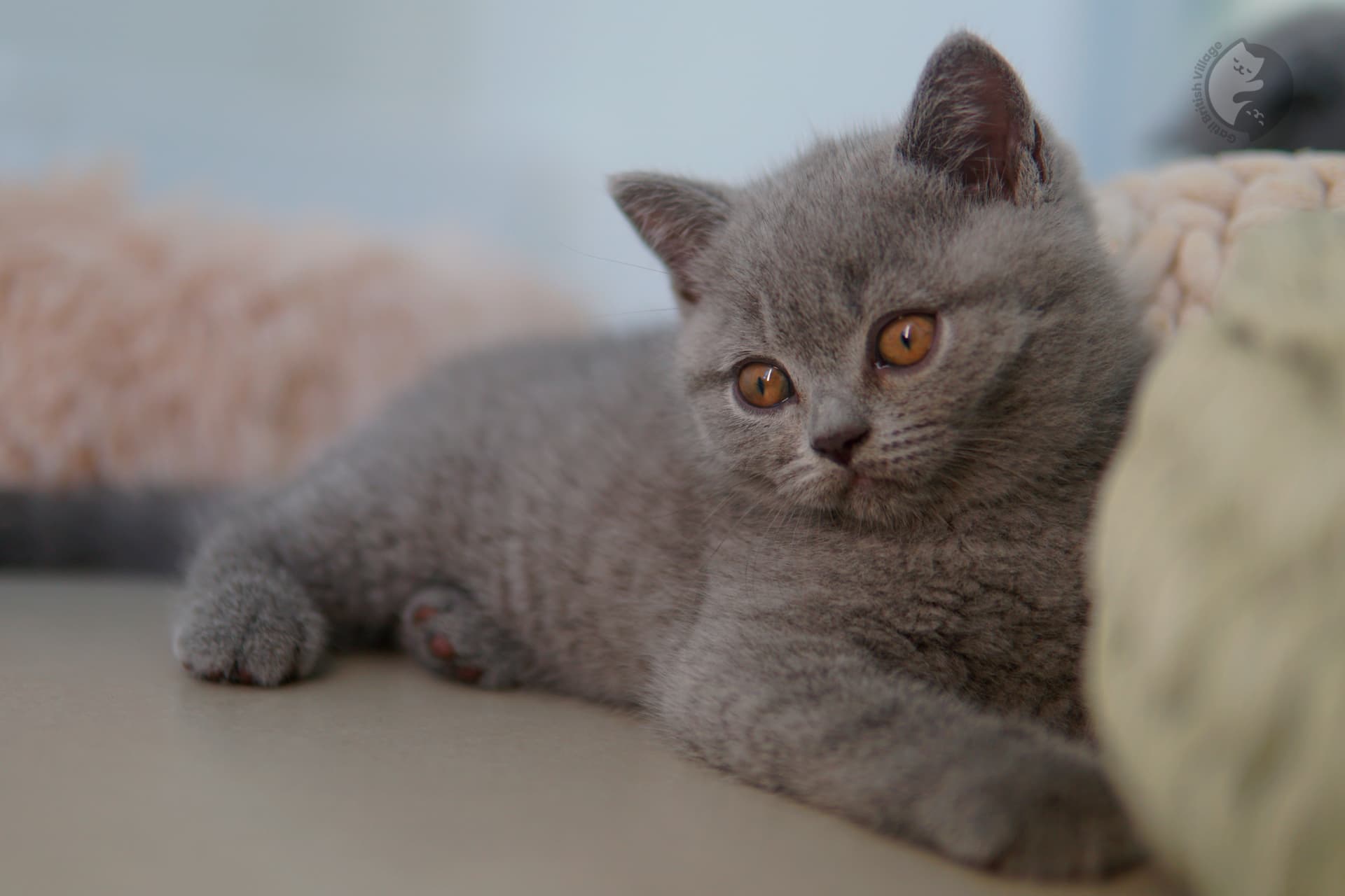 Lilac British Shorthair kitten sitting on a cotton blanket, in a studio with a neutral background
