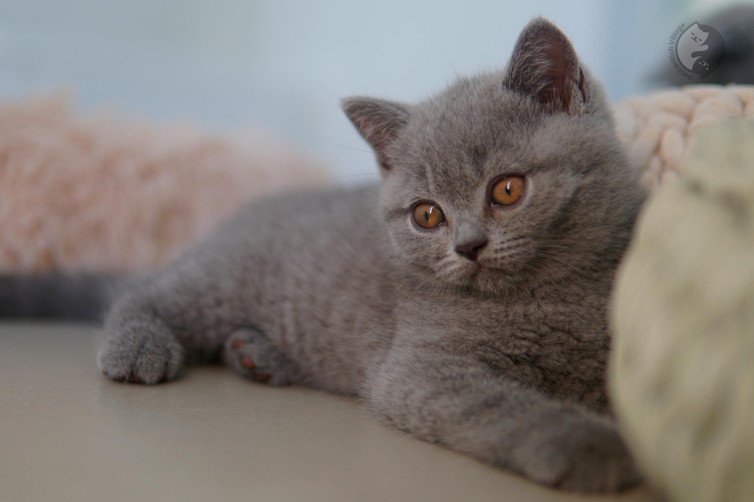 Lilac British Shorthair kitten sitting on a cotton blanket, in a studio with a neutral background