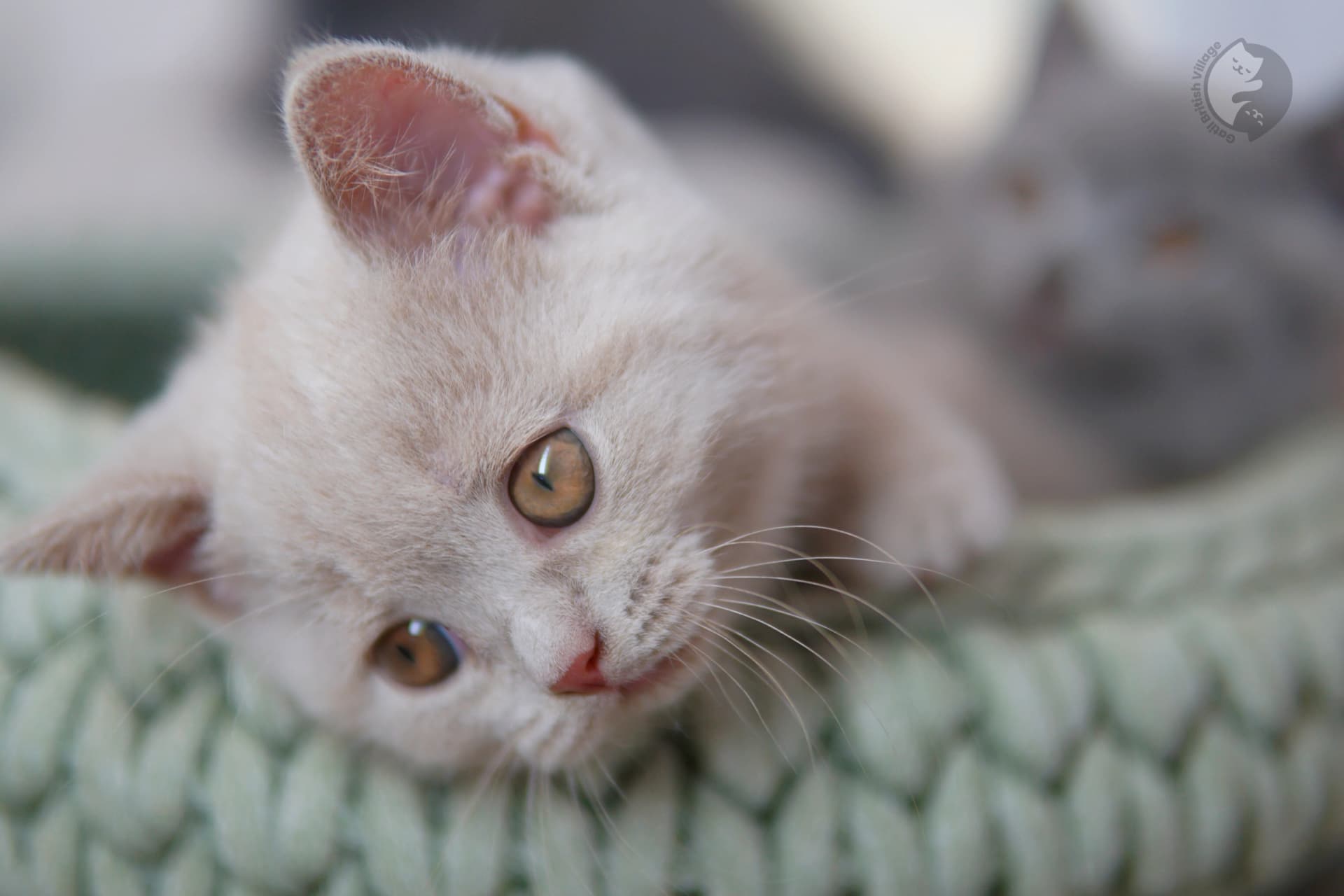 Lilac British Shorthair kitten playing with a plush toy, in a studio with a neutral background