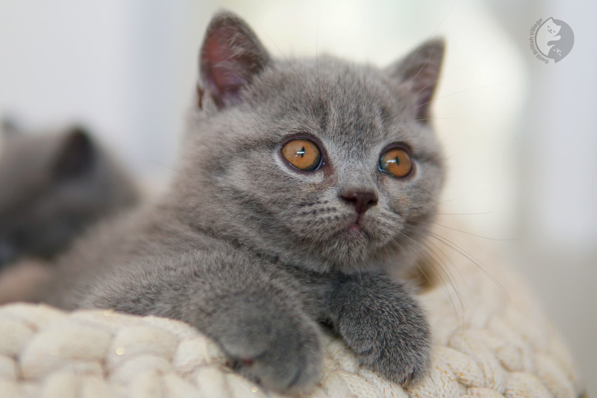 Lilac British Shorthair kitten sitting on a cotton blanket, in a calm and quiet environment
