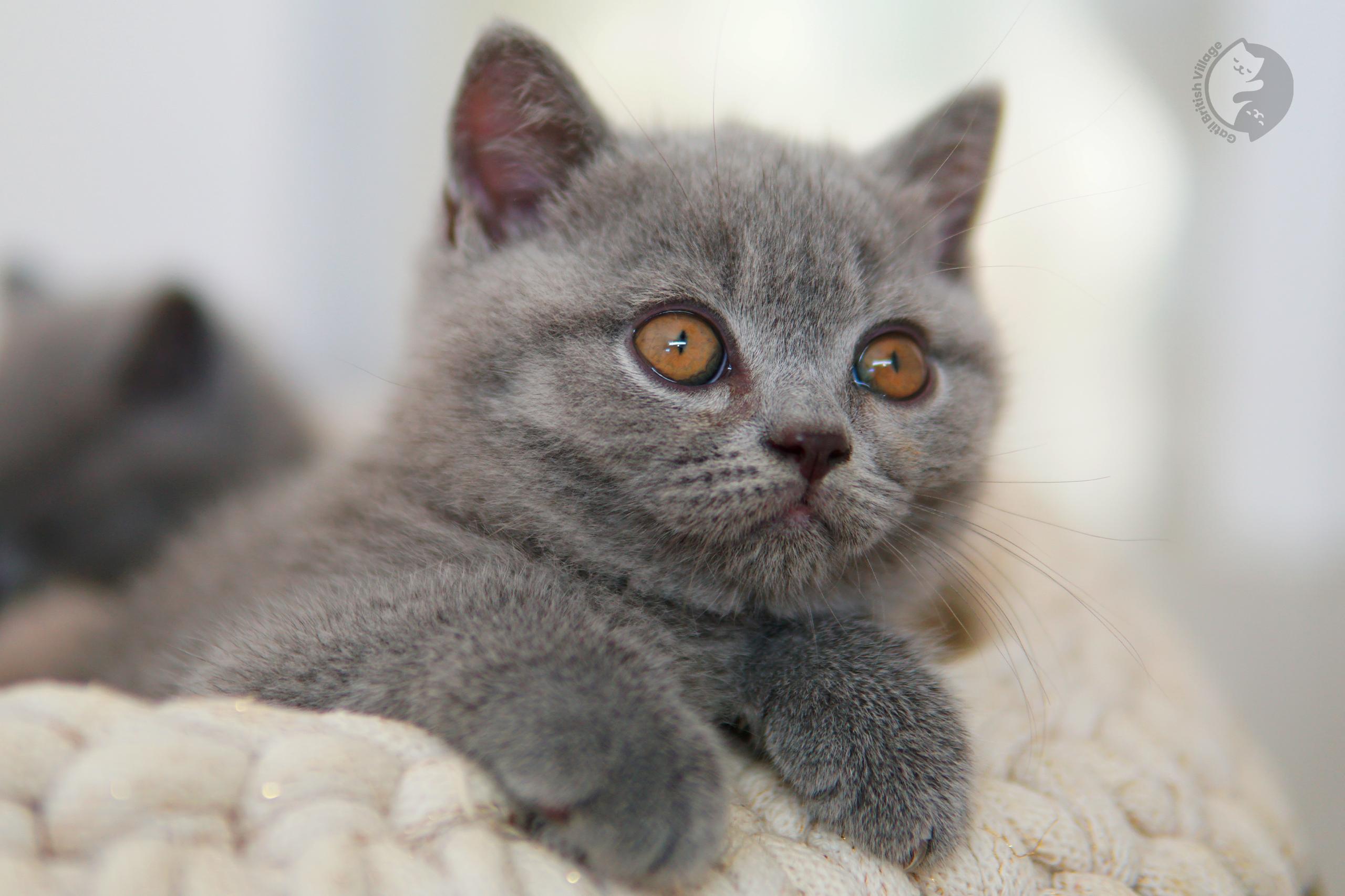 Lilac British Shorthair kitten sitting on a cotton blanket, in a calm and quiet environment