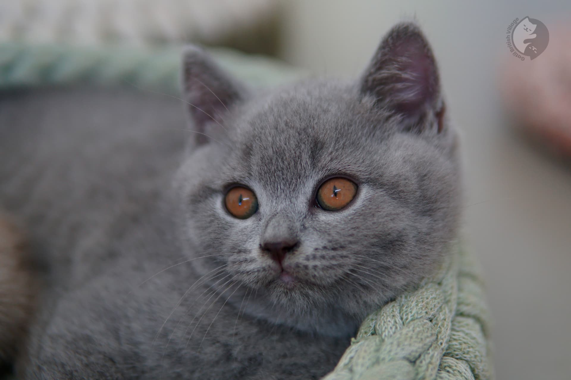 Blue British Shorthair kitten sniffing the surroundings curiously, in a winter scene with pastel tones