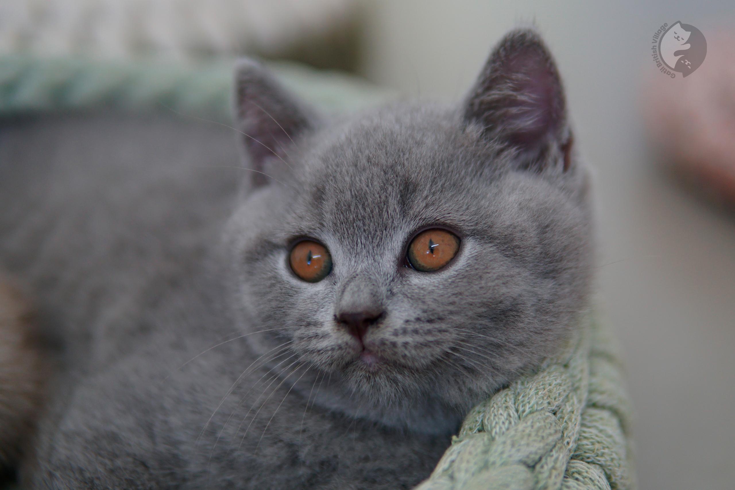 Blue British Shorthair kitten sniffing the surroundings curiously, in a winter scene with pastel tones