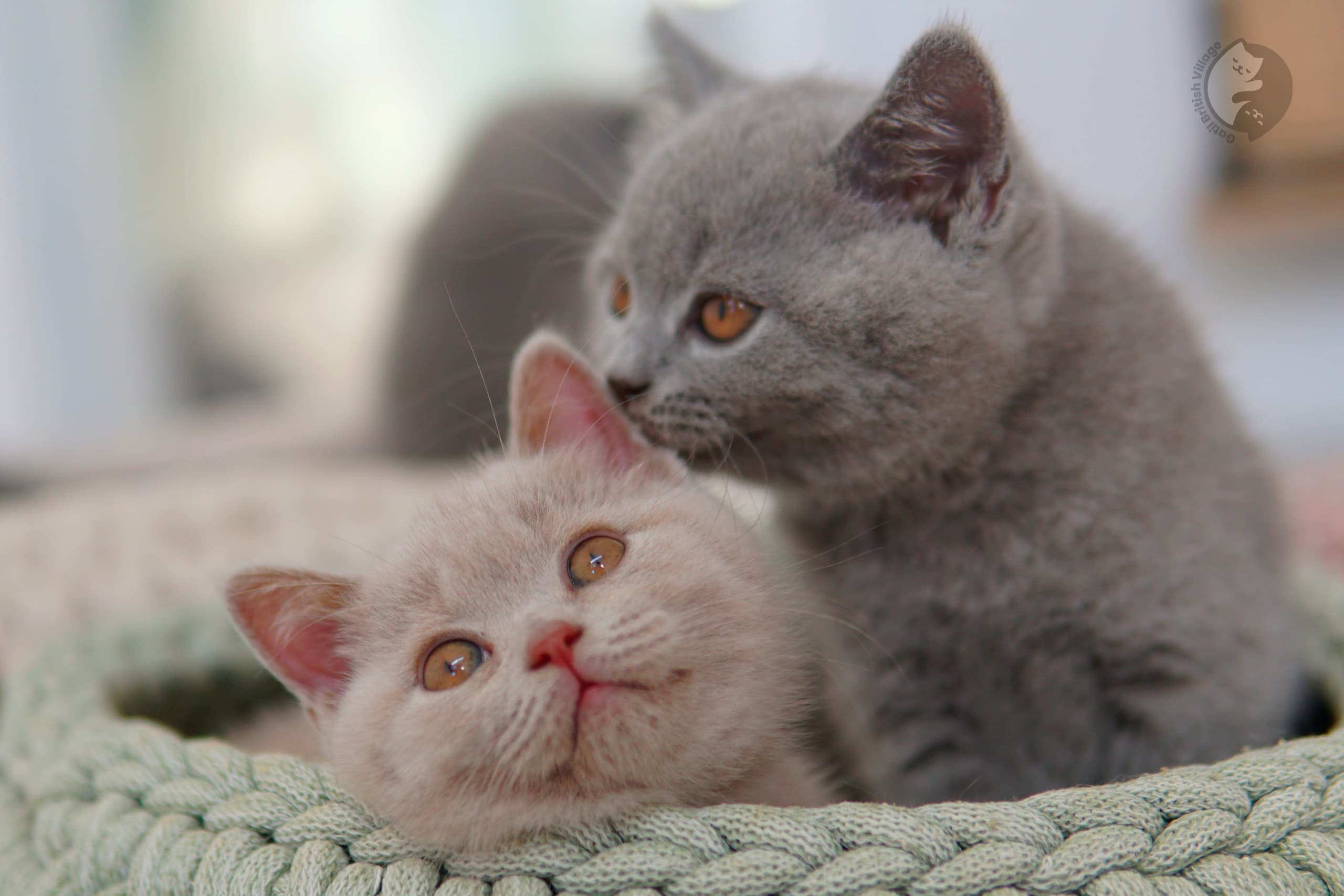 Blue British Shorthair kitten with ears alert, in a winter scene with pastel tones