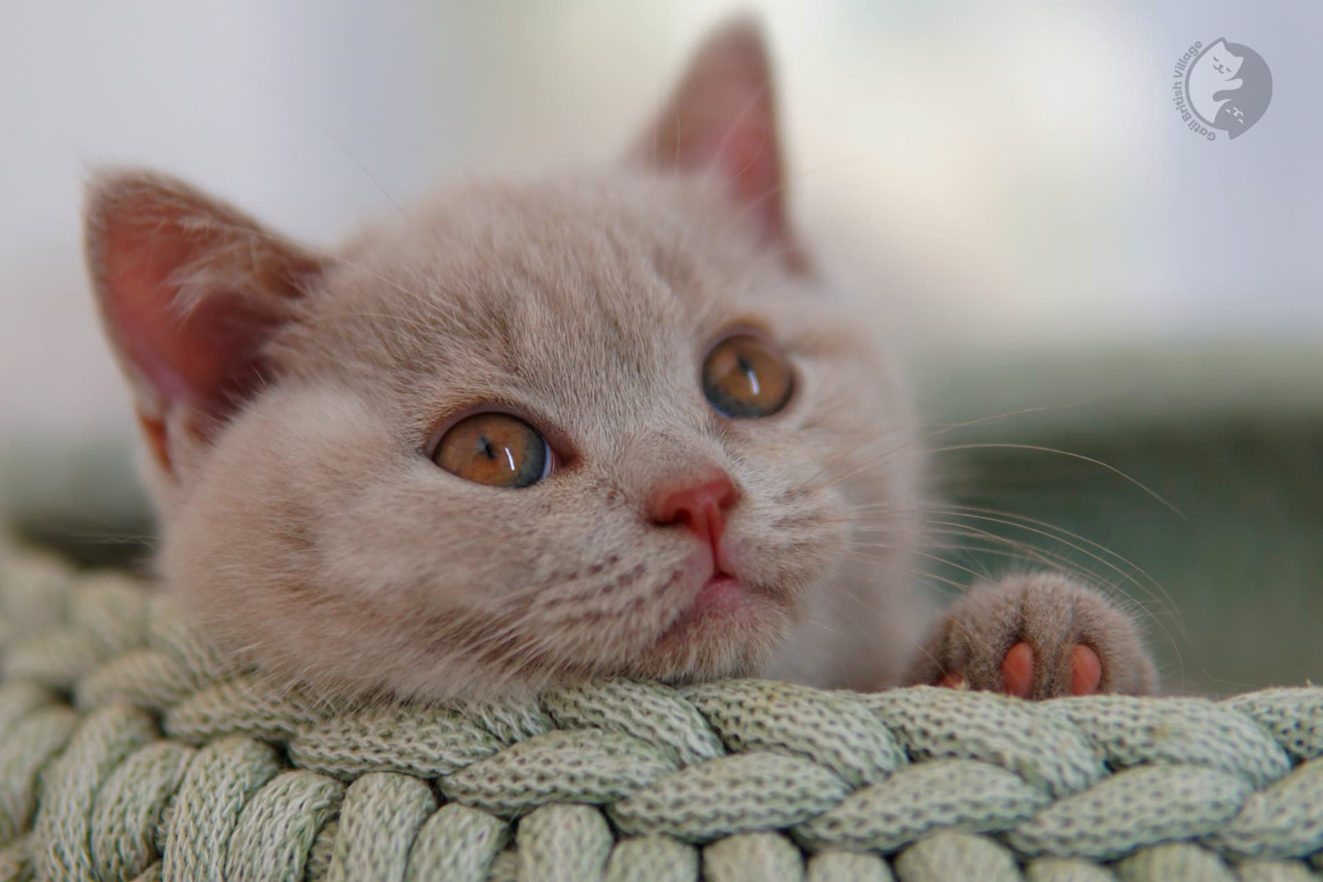 Blue British Shorthair kitten playing with a plush toy, in a winter scene with pastel tones