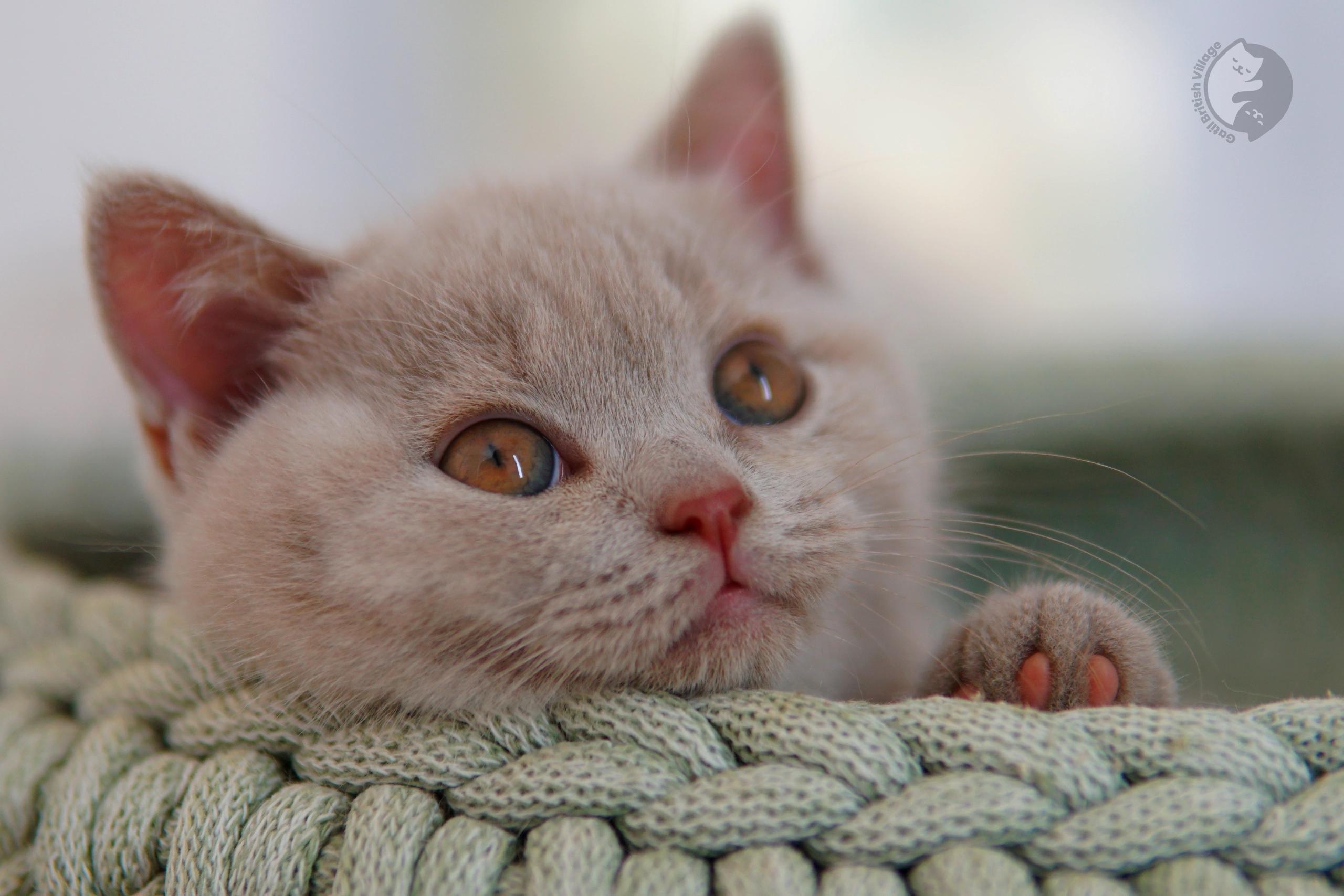 Blue British Shorthair kitten playing with a plush toy, in a winter scene with pastel tones