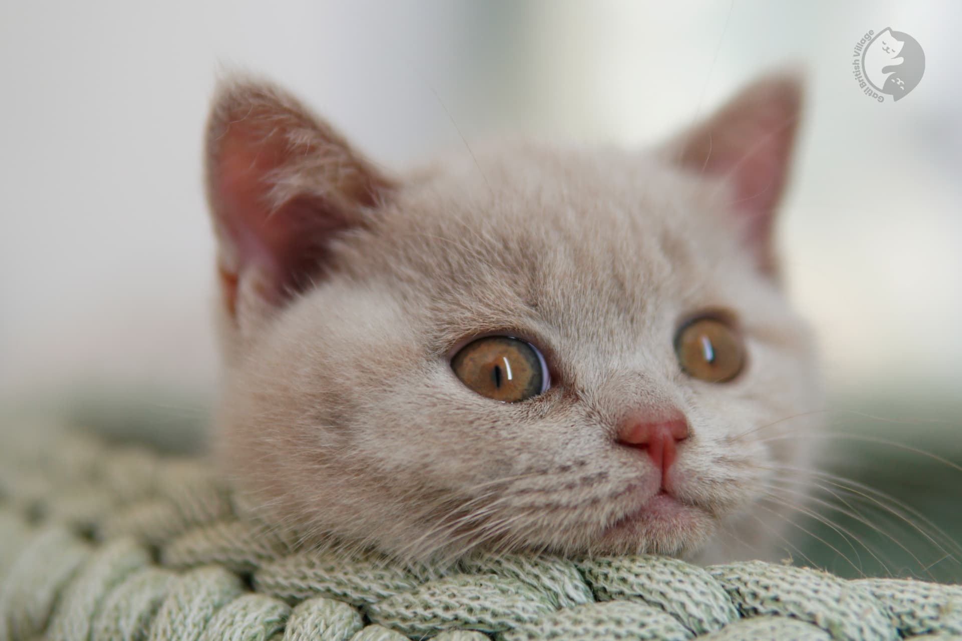 Blue British Shorthair kitten sniffing the surroundings curiously, under soft natural light