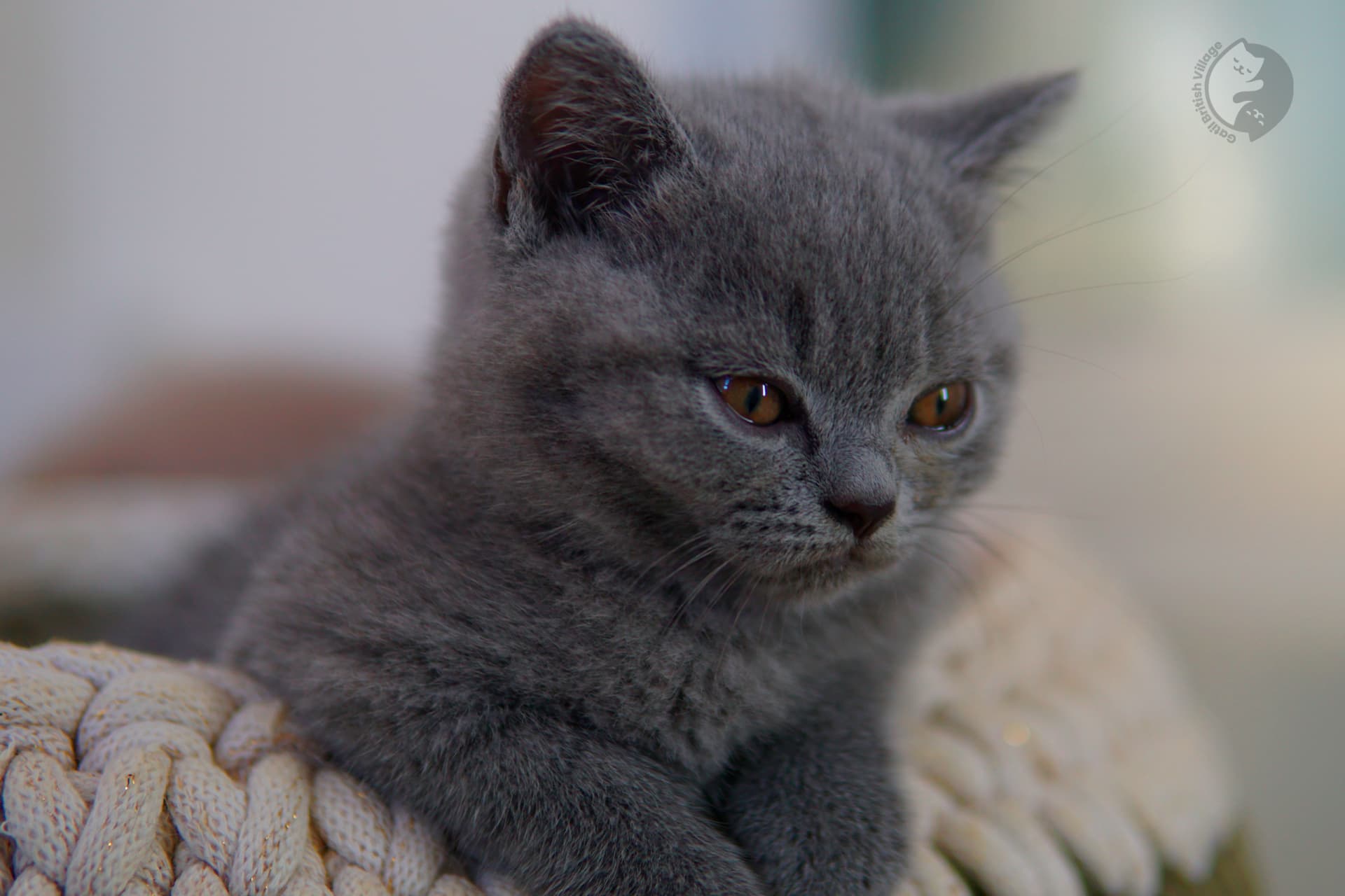 Blue British Shorthair kitten looking directly at the lens, with half-open eyes