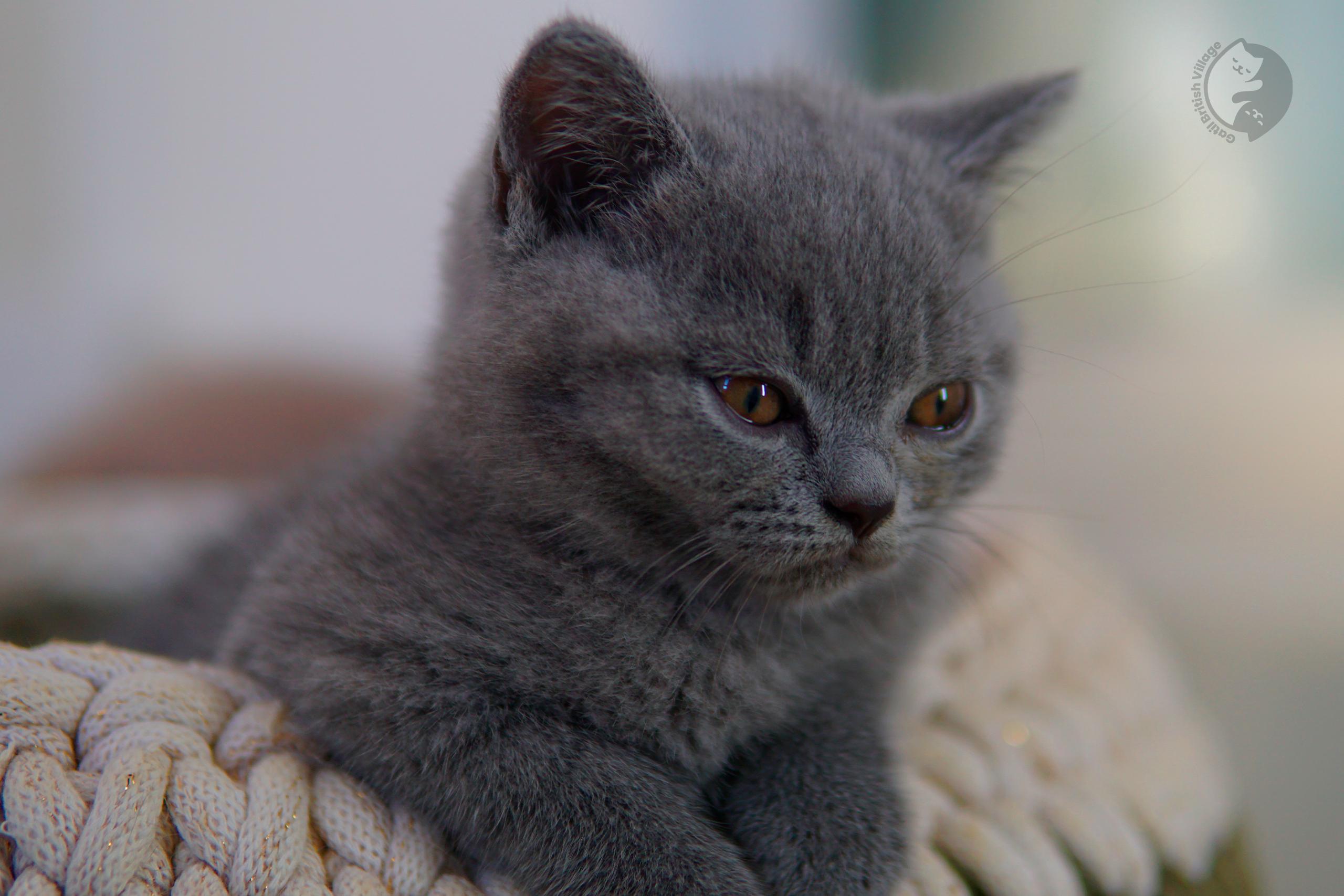 Blue British Shorthair kitten looking directly at the lens, with half-open eyes
