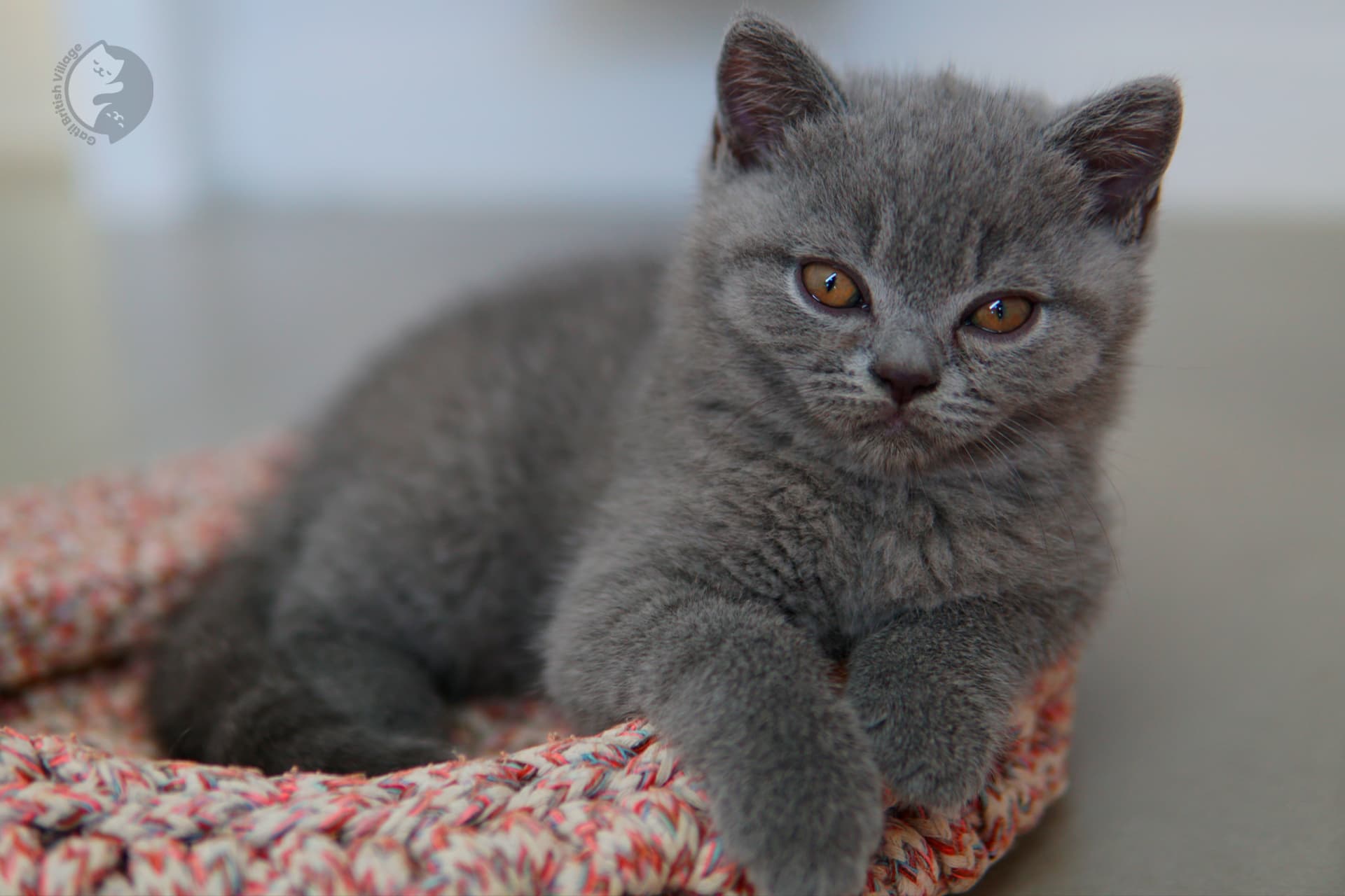 Lilac British Shorthair kitten wrapped in a knitted blanket, with coat standing out against a white background