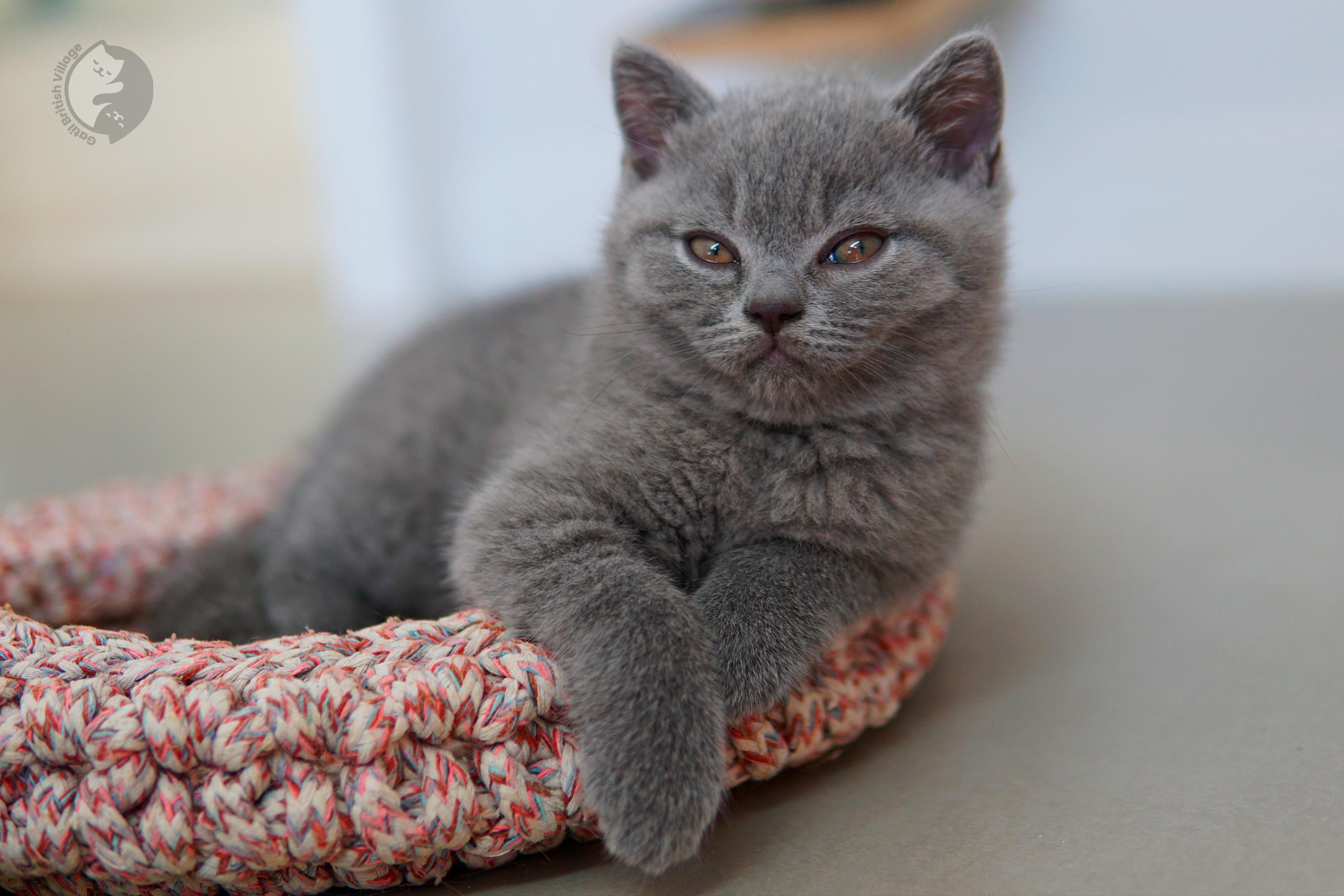 Blue British Shorthair kitten lying among fluffy pillows, with prominent whiskers